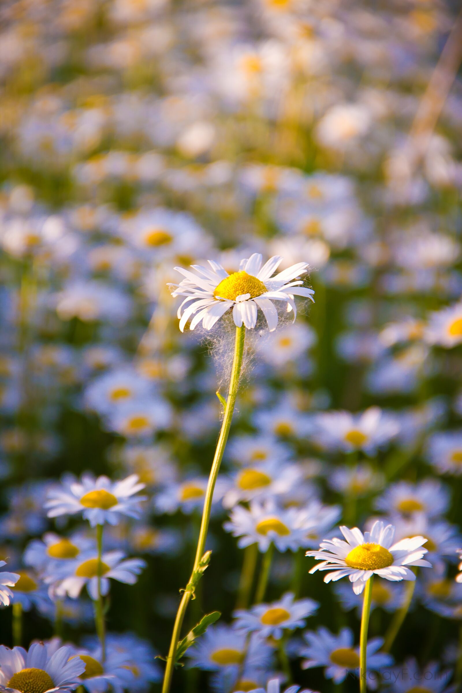 Canon EF-S 18-135mm F3.5-5.6 IS sample photo. Daisy, summer, flower photography