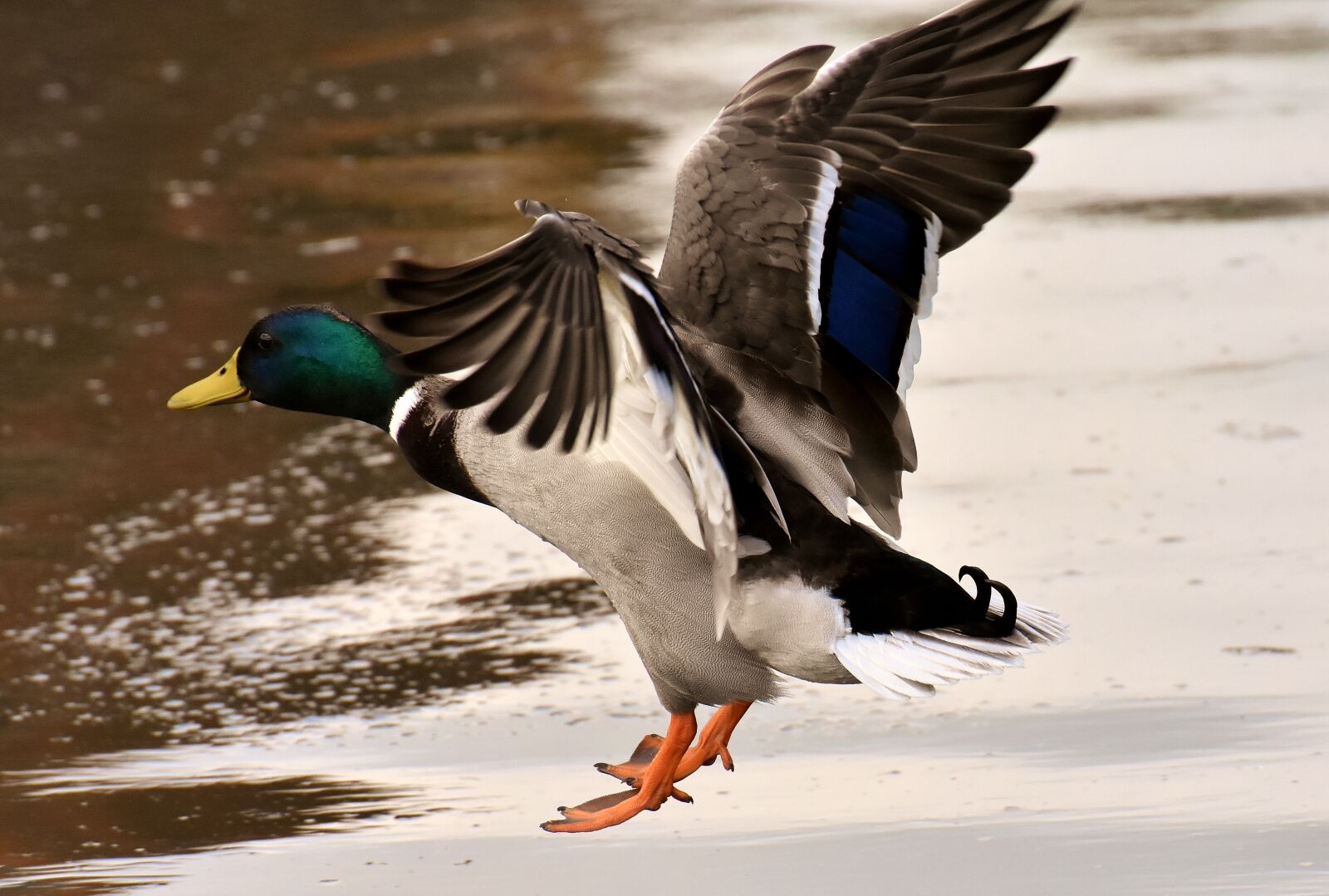 Nikon D7200 sample photo. Mallard, males, flying photography