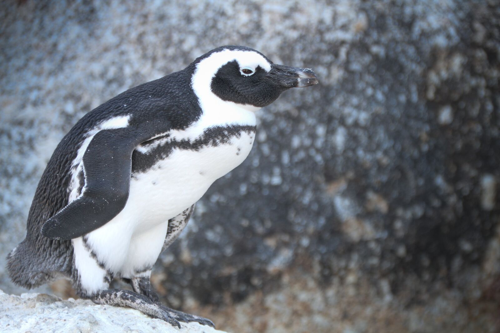 Canon EOS 7D sample photo. Penguins, south africa, cape photography