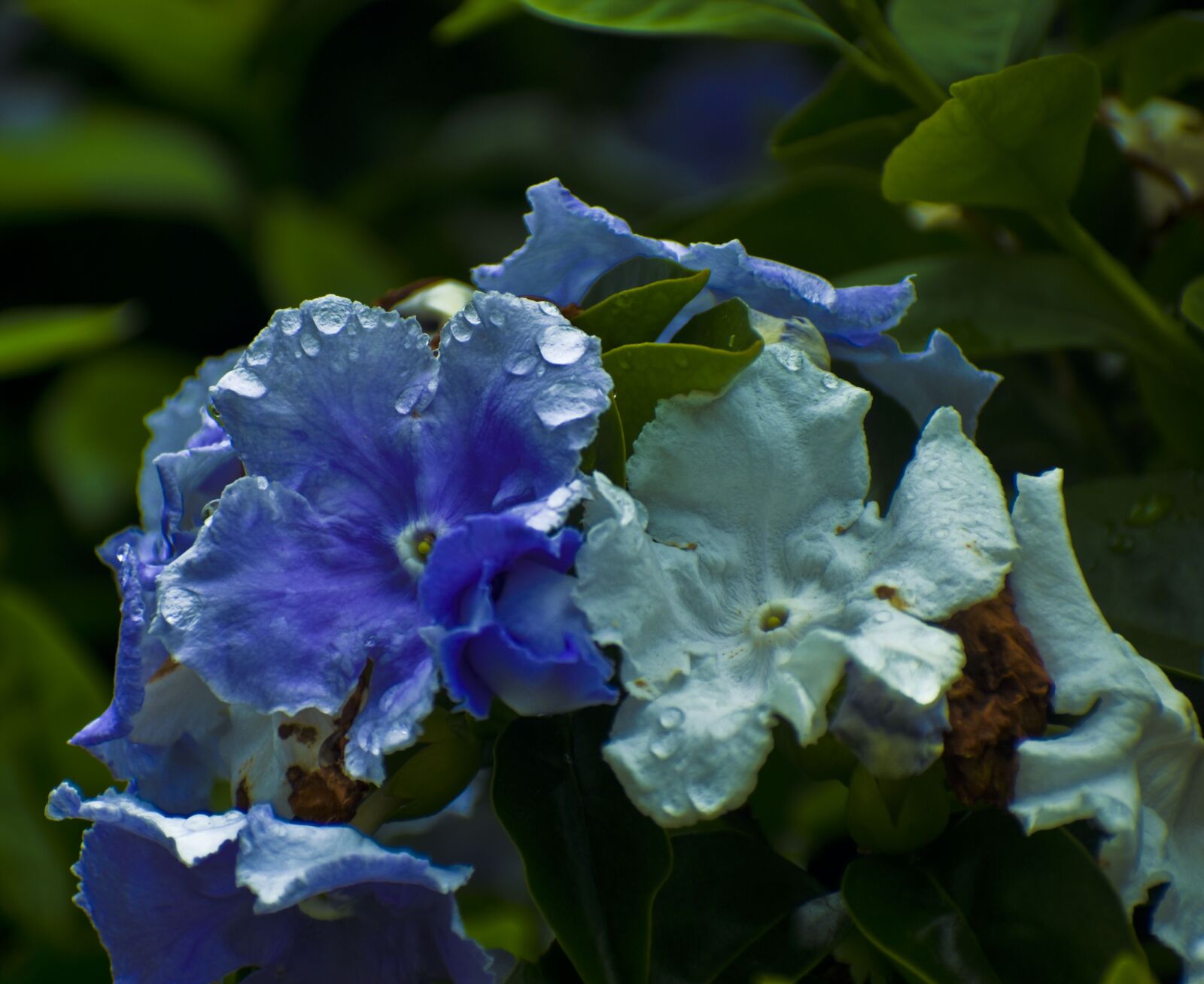 Nikon D3500 sample photo. Spring, flower, dew photography