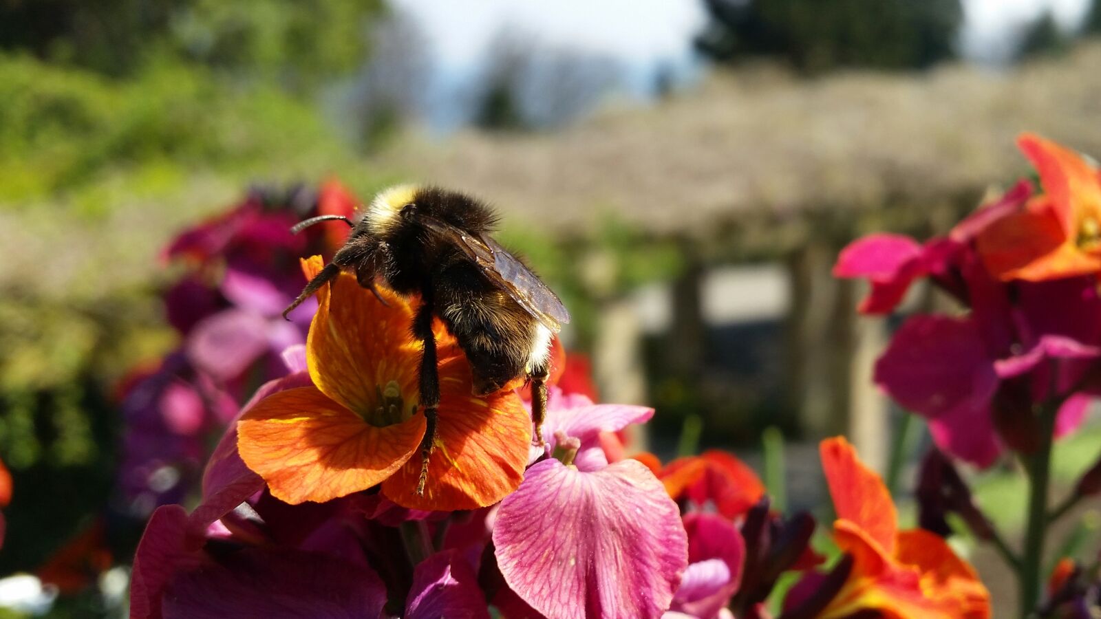 Samsung Galaxy S5 sample photo. Hummel, flower, insect photography