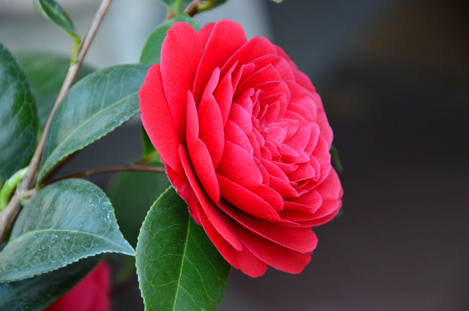 Nikon D3200 sample photo. Red camellia, camellia, blossom photography