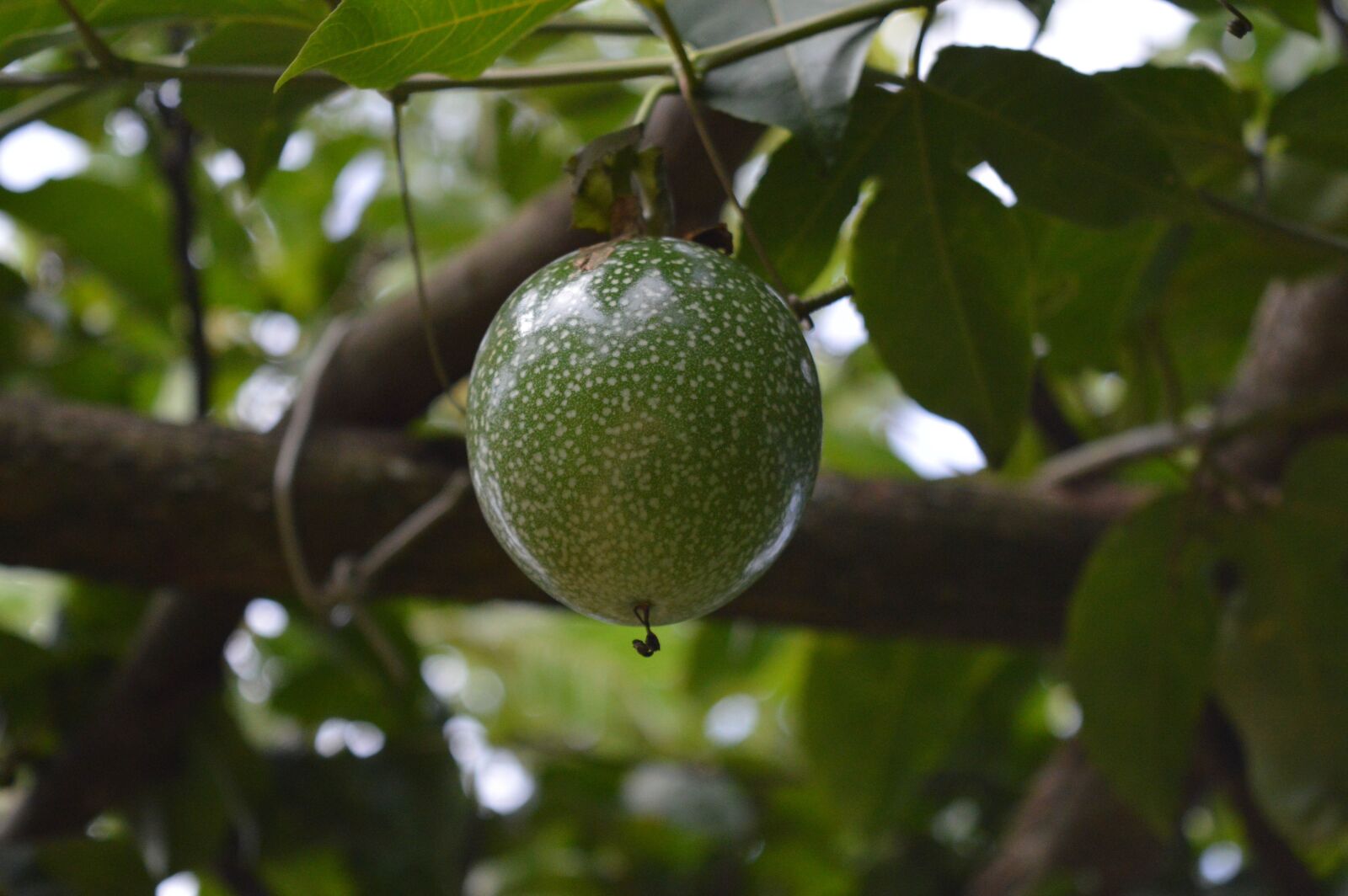 Nikon D3200 sample photo. Fruit, fresh, food photography