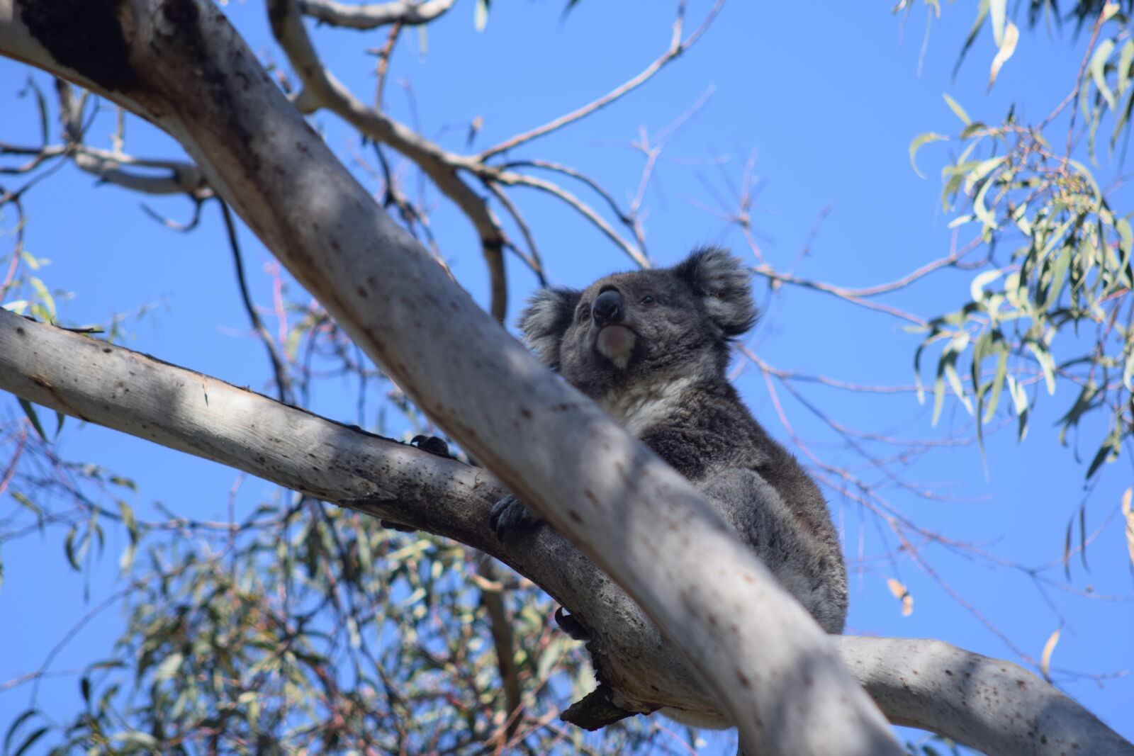 AF Nikkor 70-210mm f/4-5.6 sample photo. Koala photography