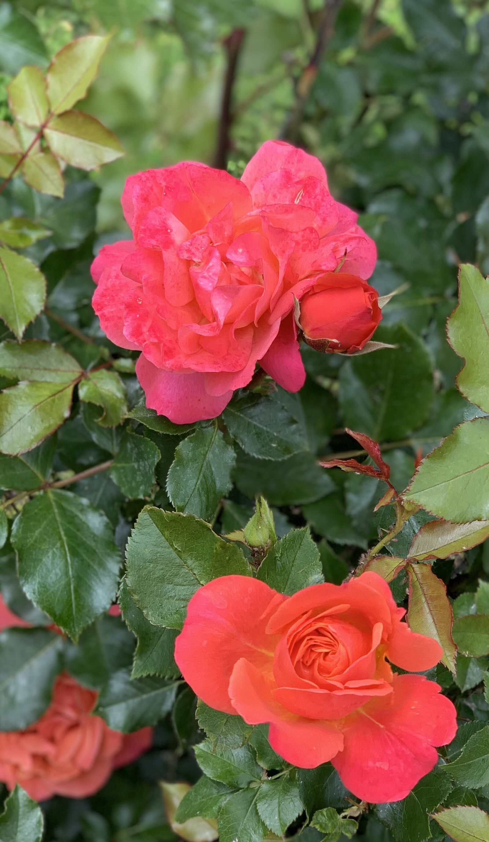 Apple iPhone XS + iPhone XS back dual camera 6mm f/2.4 sample photo. Roses, flowers, blossom photography