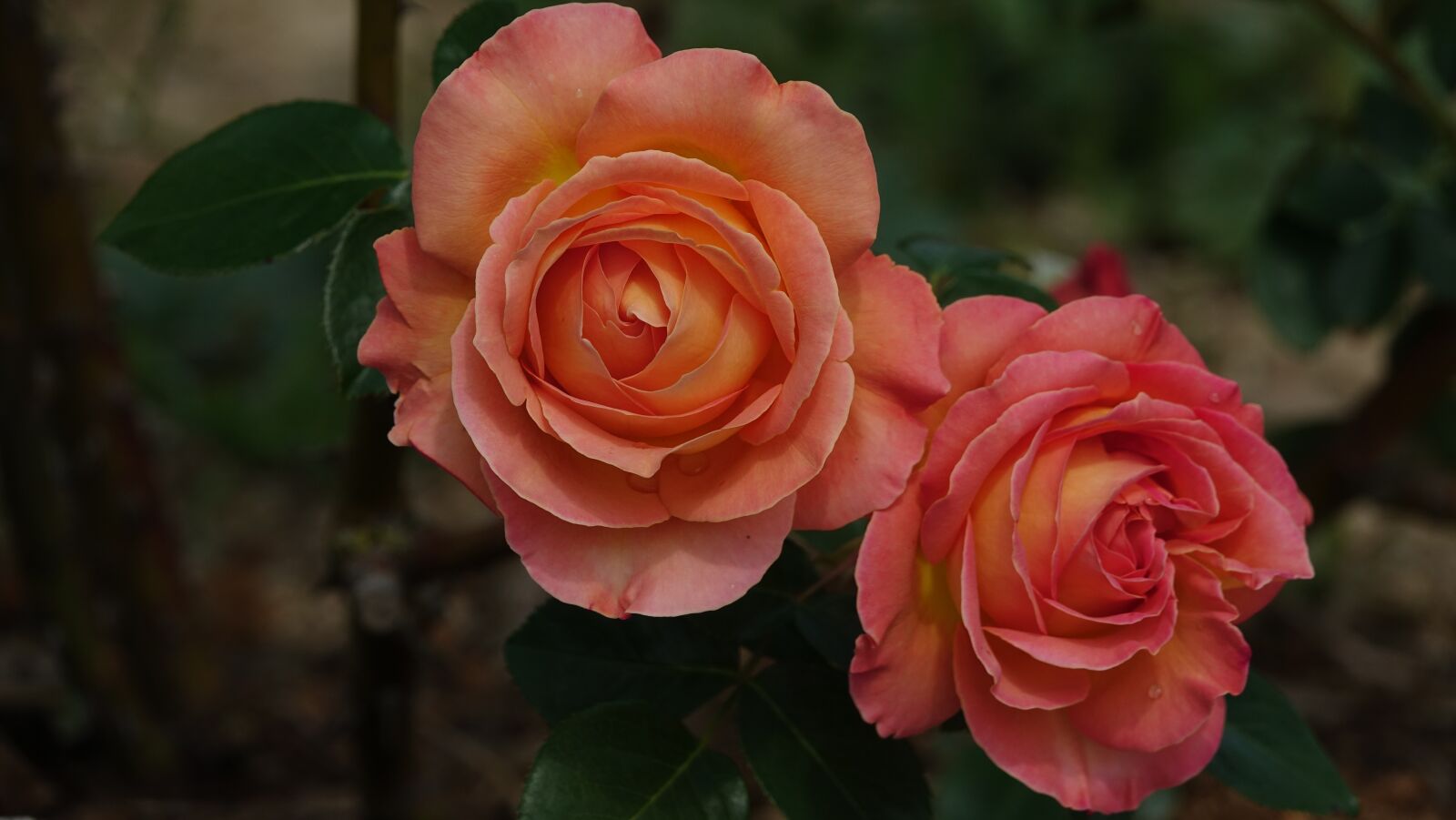 Sony Cyber-shot DSC-RX10 III sample photo. Pink, blossomed, nature photography