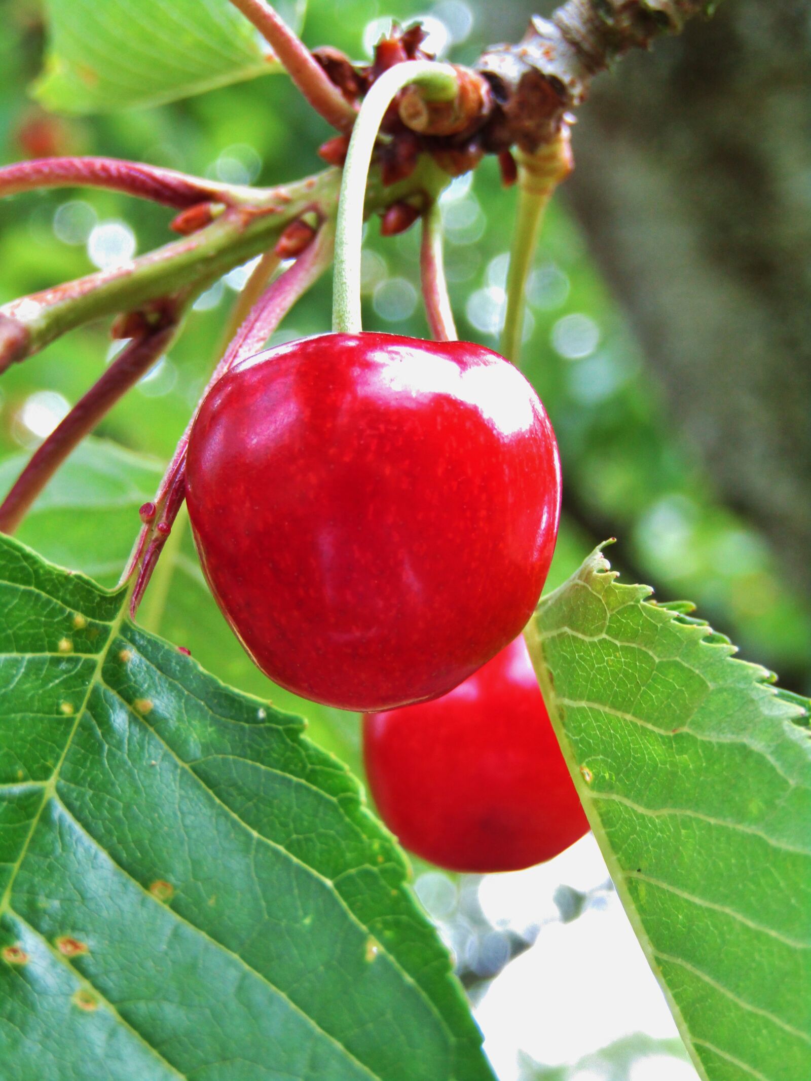 Canon POWERSHOT SX432 IS sample photo. Cherries, red, fruit photography