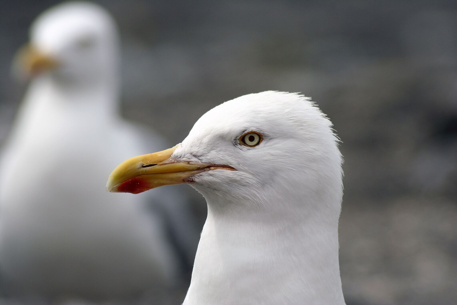Canon EOS 350D (EOS Digital Rebel XT / EOS Kiss Digital N) sample photo. Close up, gulls, animals photography