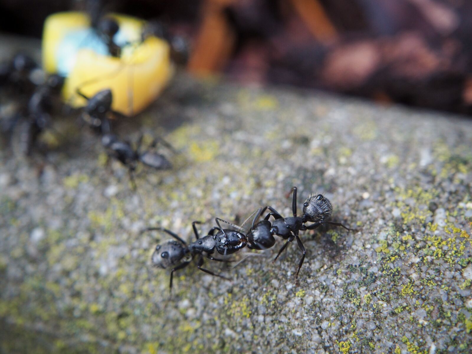 Olympus OM-D E-M10 sample photo. Ant, ants, eat photography