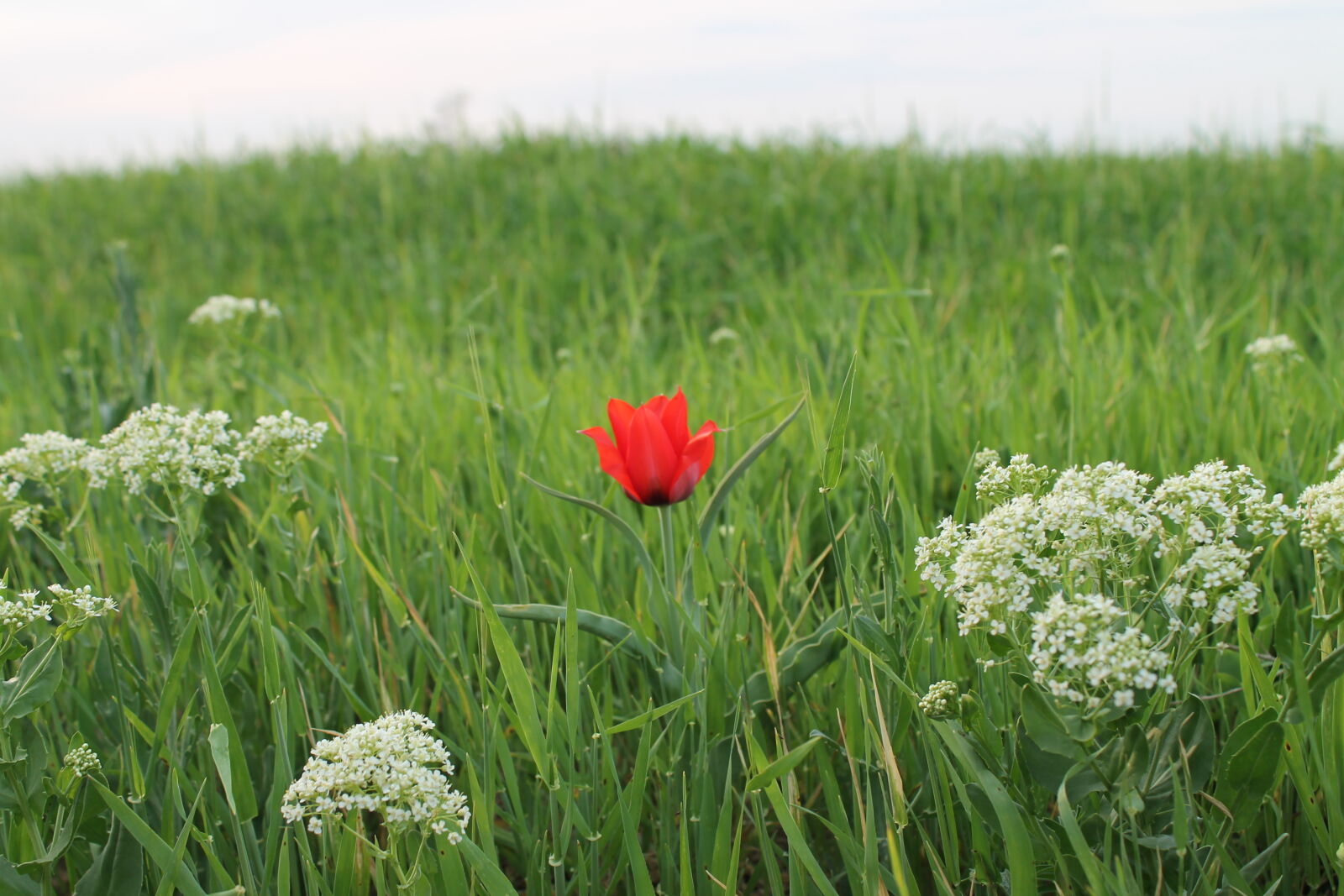 Canon EOS 1100D (EOS Rebel T3 / EOS Kiss X50) sample photo. Flower, nature, tulip photography