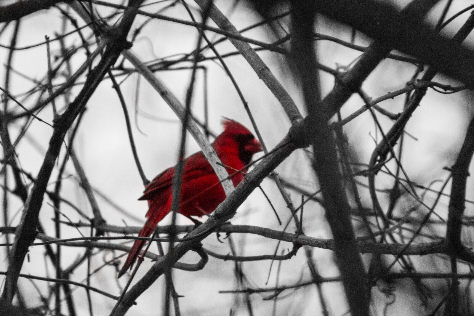 Canon EF 75-300mm f/4-5.6 sample photo. Bird, canon, nature, outside photography