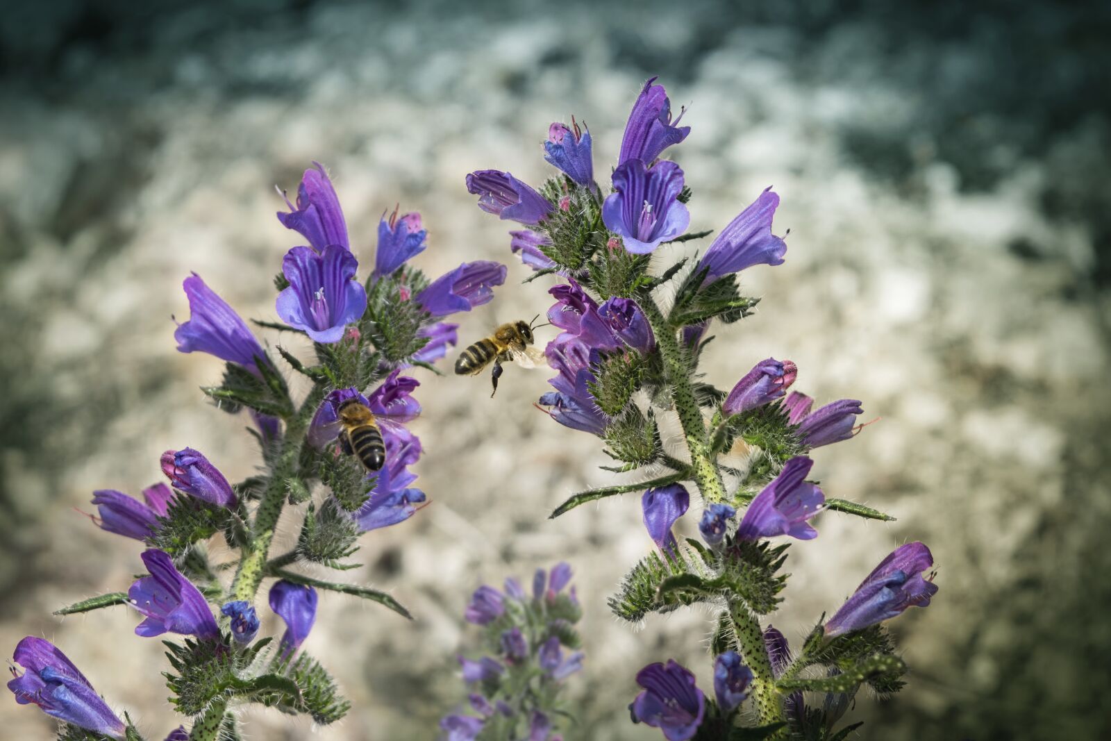 Nikon D3300 sample photo. Flowers, bees, insects photography