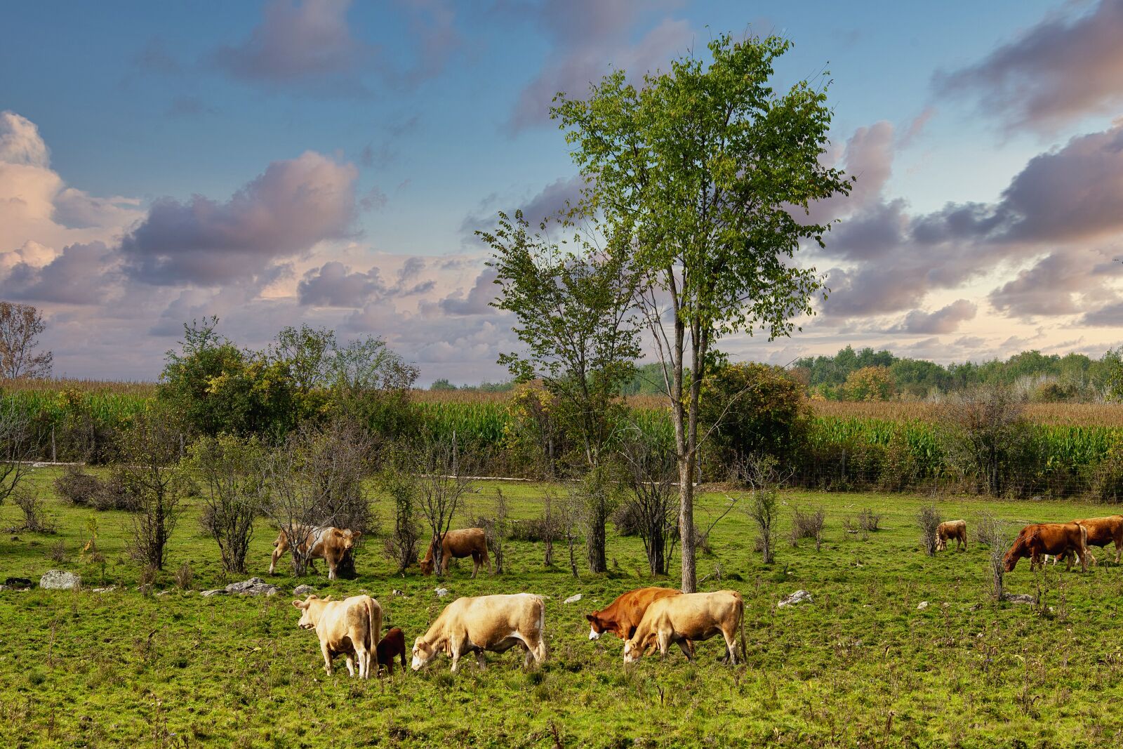 Canon EOS 50D sample photo. Cows, pasture, farm photography