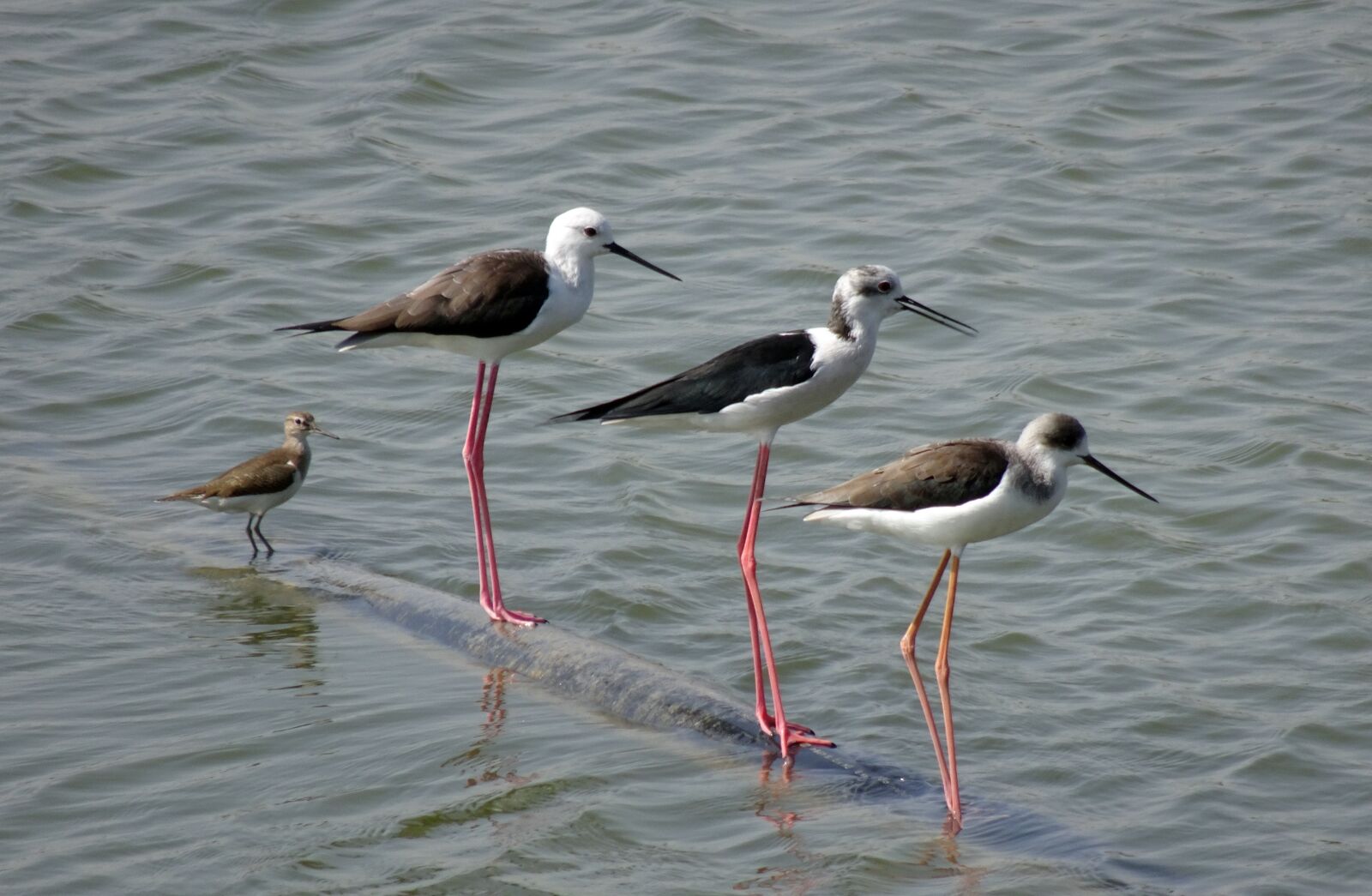 Sony Cyber-shot DSC-HX90V sample photo. Bird, black-winged stilt, common photography