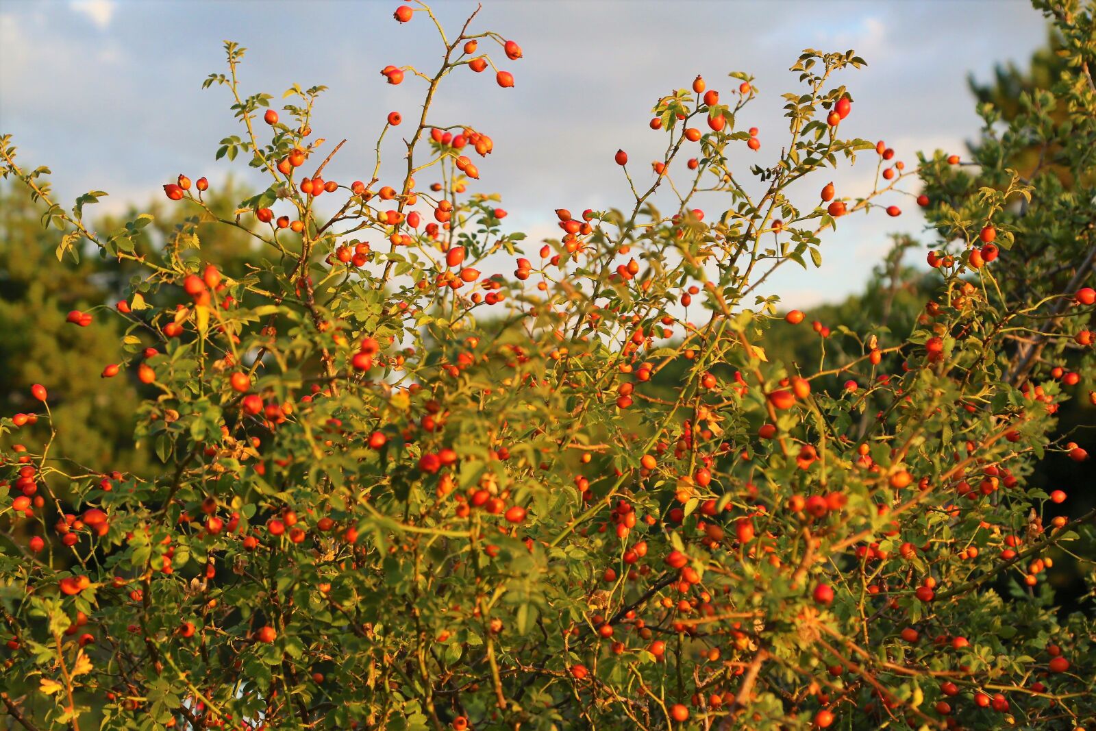 Canon EOS 5D Mark III sample photo. Rosehip, nature, plant photography