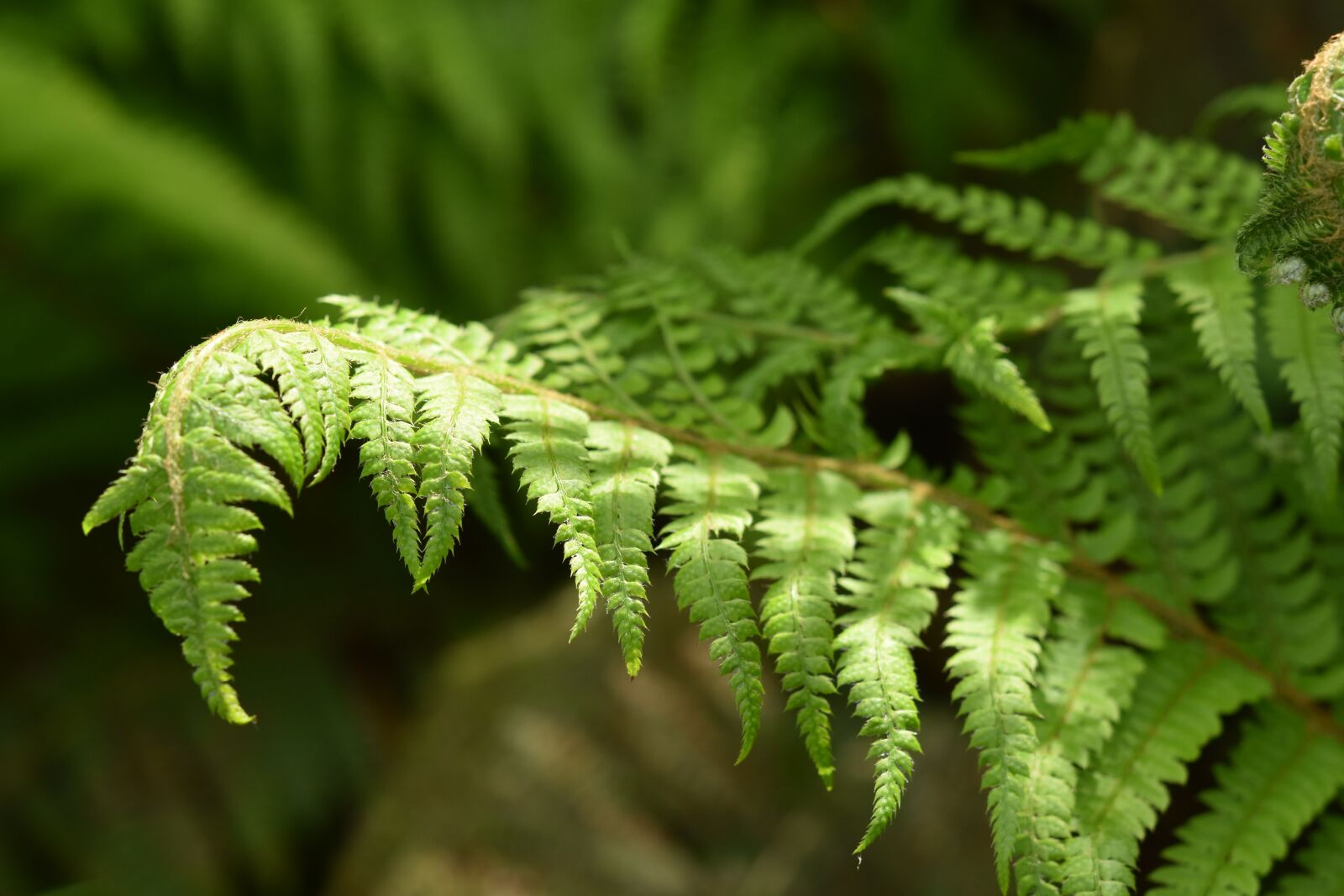 Nikon D5600 sample photo. Fern, filicophyta, plant outdoor photography