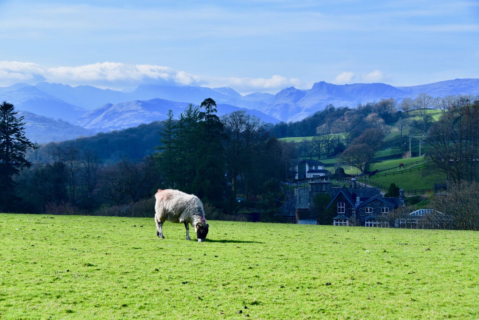 Nikon D5600 sample photo. Sheep, lake district, mountains photography