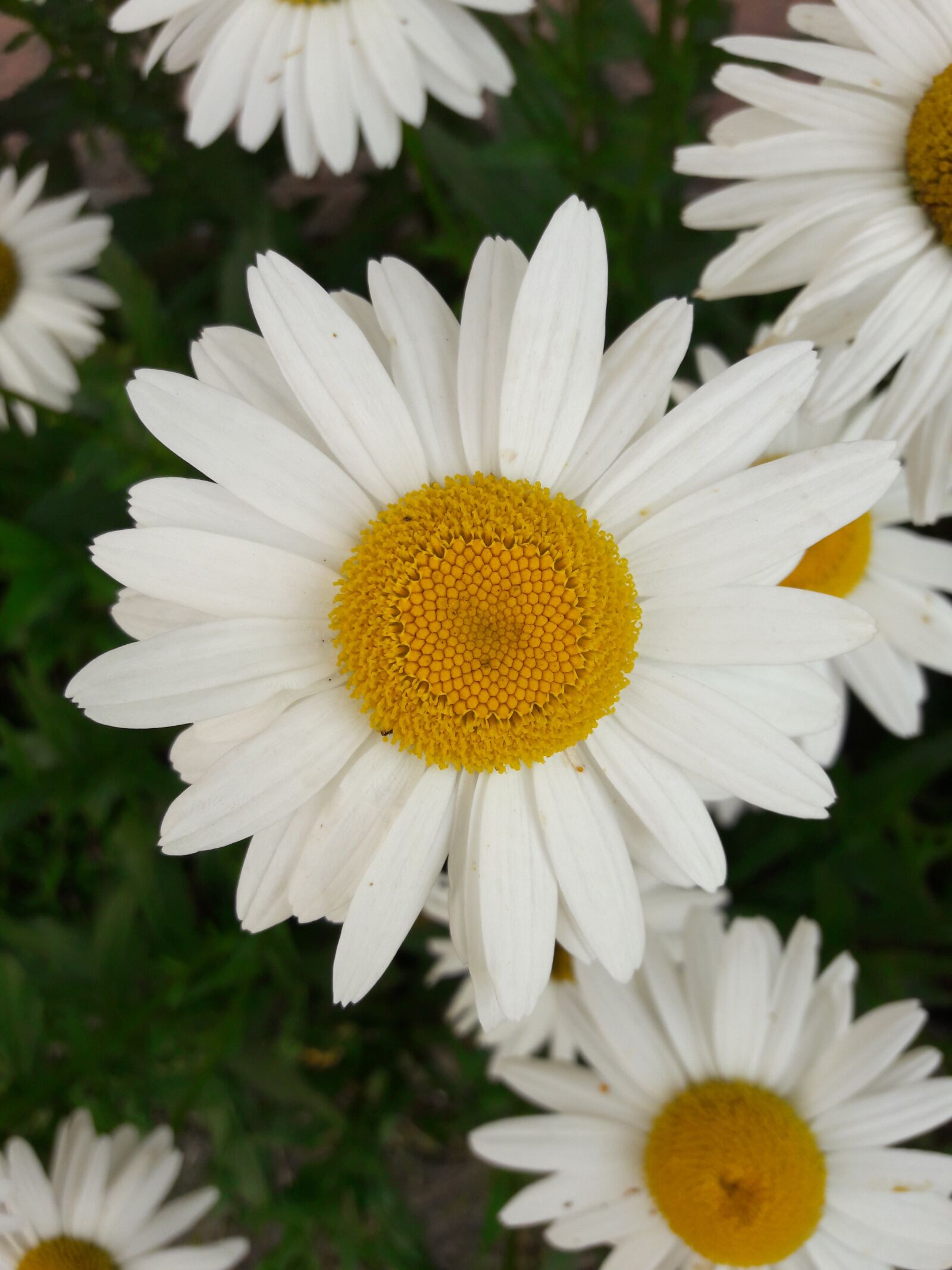Samsung Galaxy J7 sample photo. Flower, daisy, nature photography