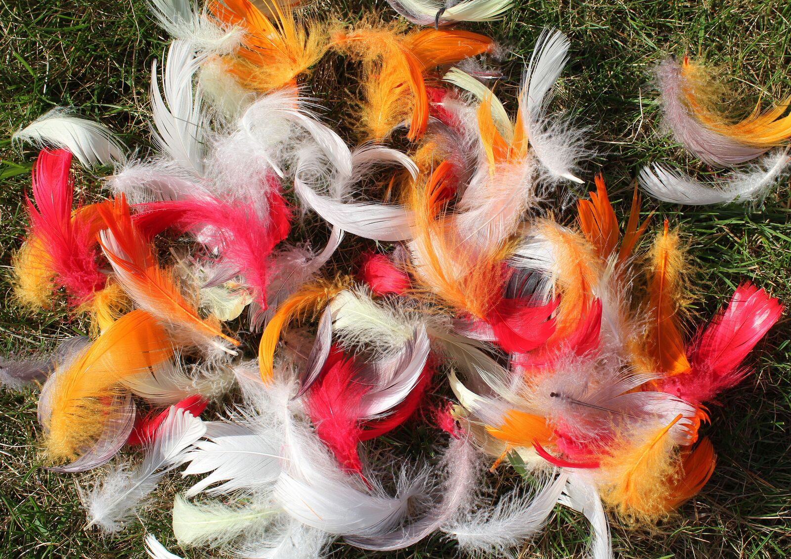 Canon EOS 1200D (EOS Rebel T5 / EOS Kiss X70 / EOS Hi) sample photo. Feathers, colorful, spring photography