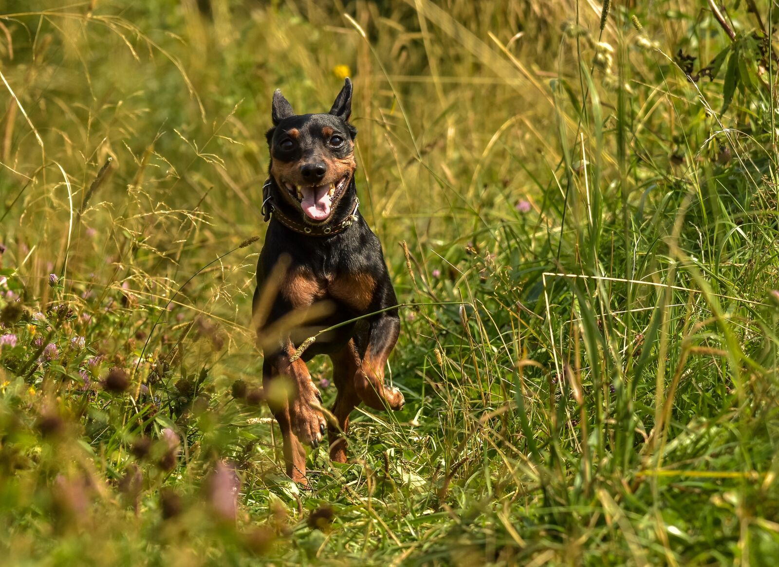 Nikon D5500 sample photo. Little, doggie, each photography