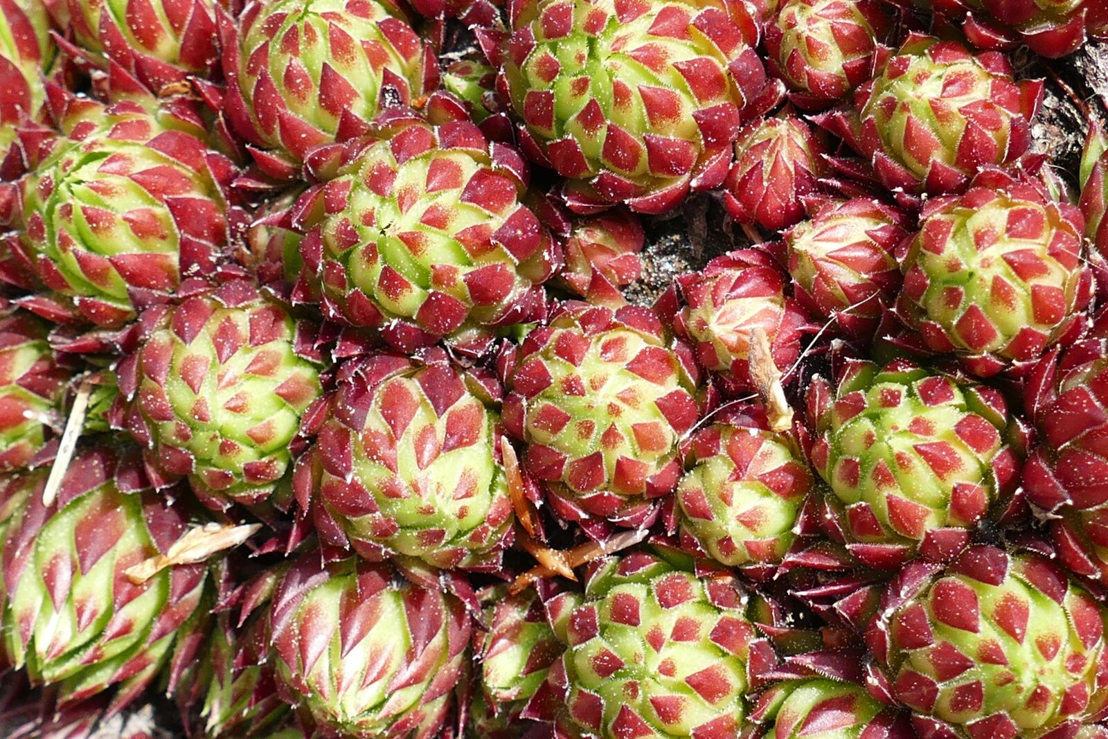 Panasonic Lumix DMC-FZ1000 sample photo. Cactus, macro, plant photography