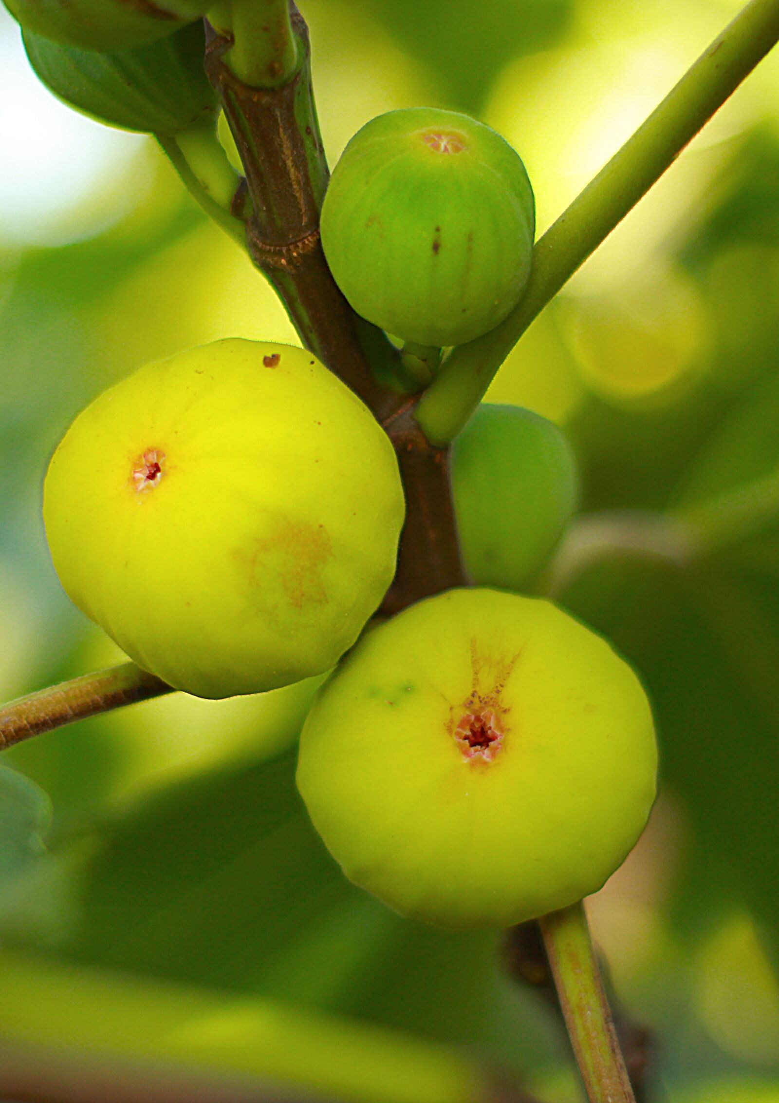 Canon EOS 1200D (EOS Rebel T5 / EOS Kiss X70 / EOS Hi) sample photo. Figs, white figs, fruit photography