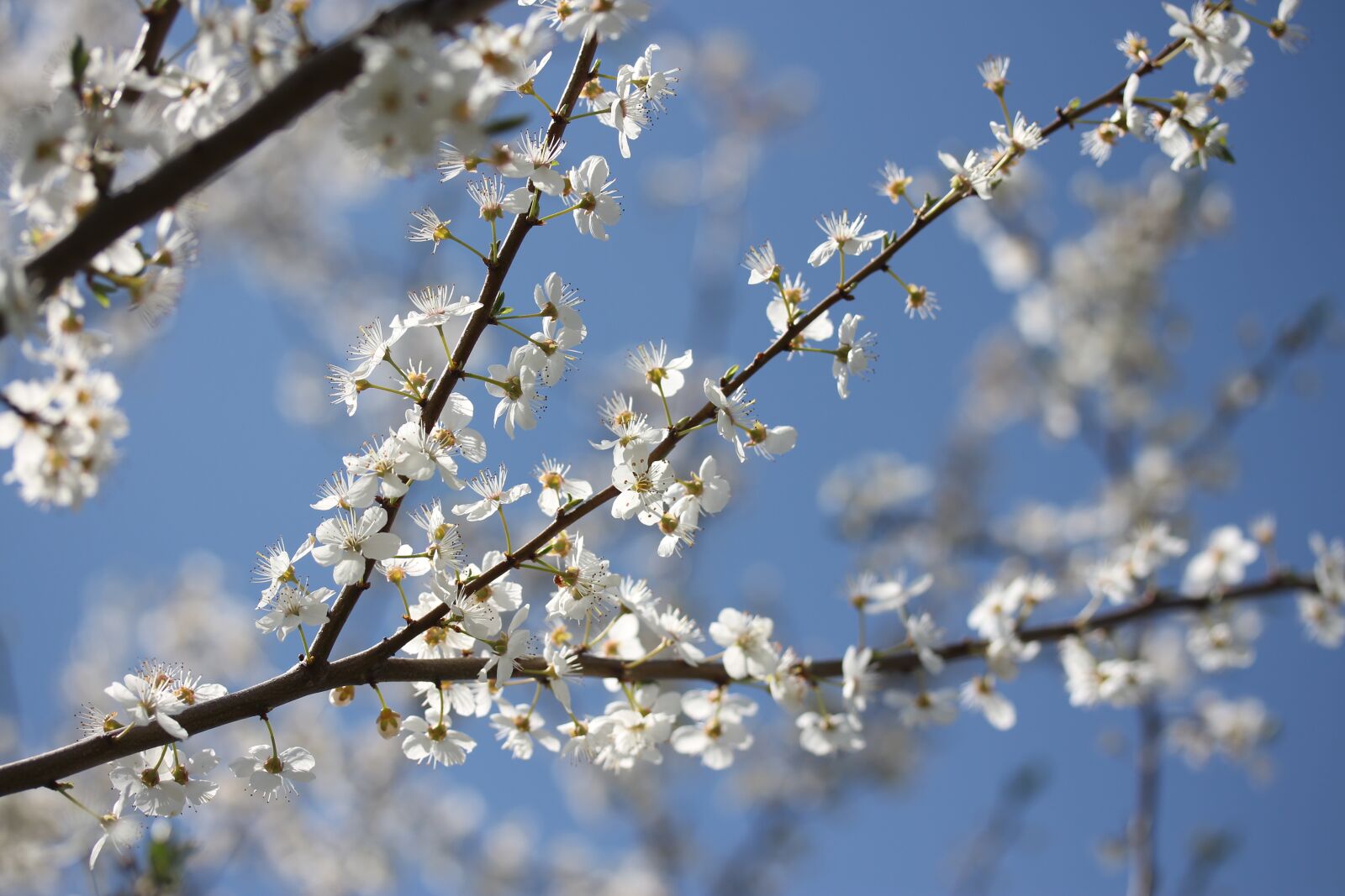 Canon EF-S 60mm F2.8 Macro USM sample photo. Flowers, casey, white photography