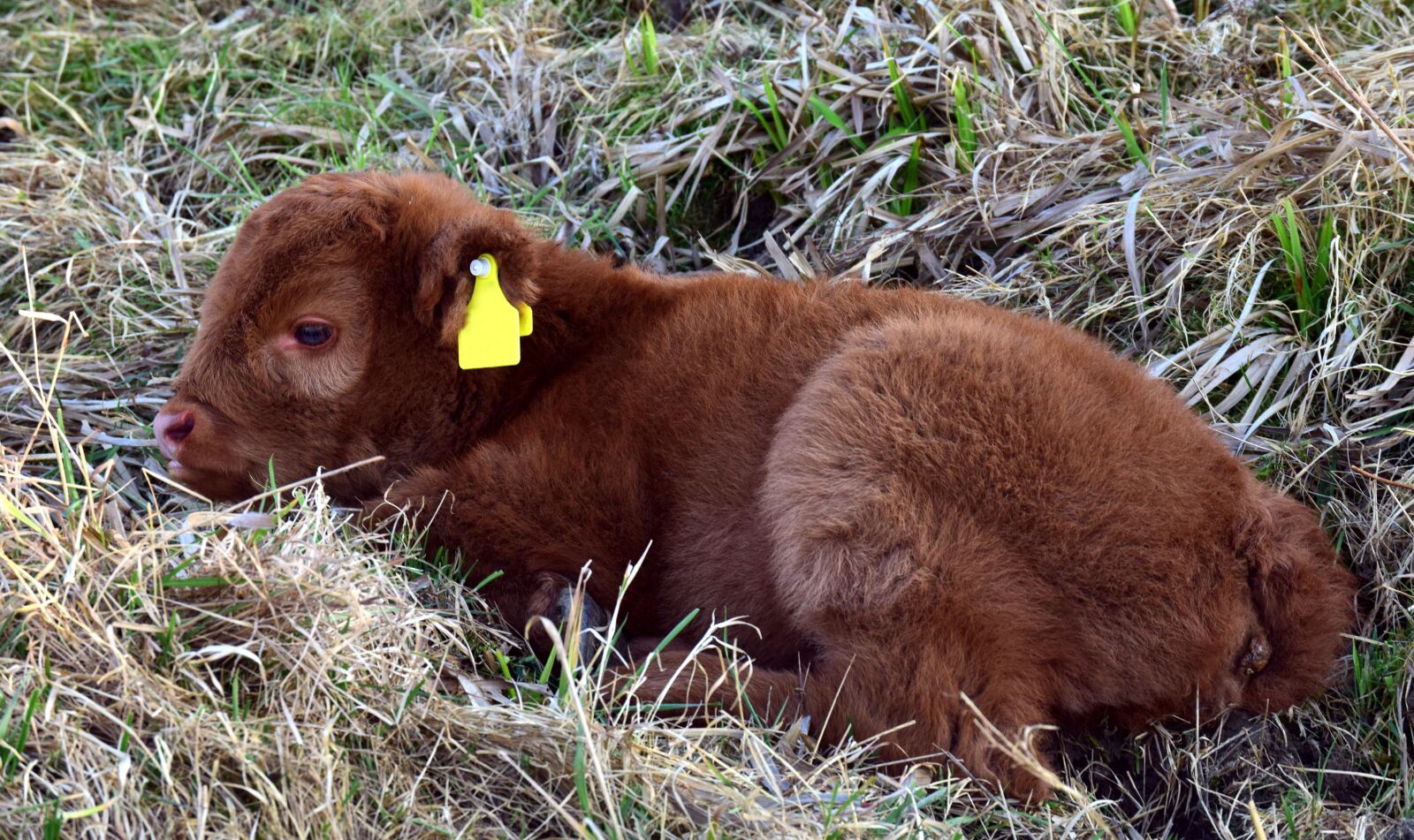 Nikon D3300 sample photo. Calf, young, cow photography