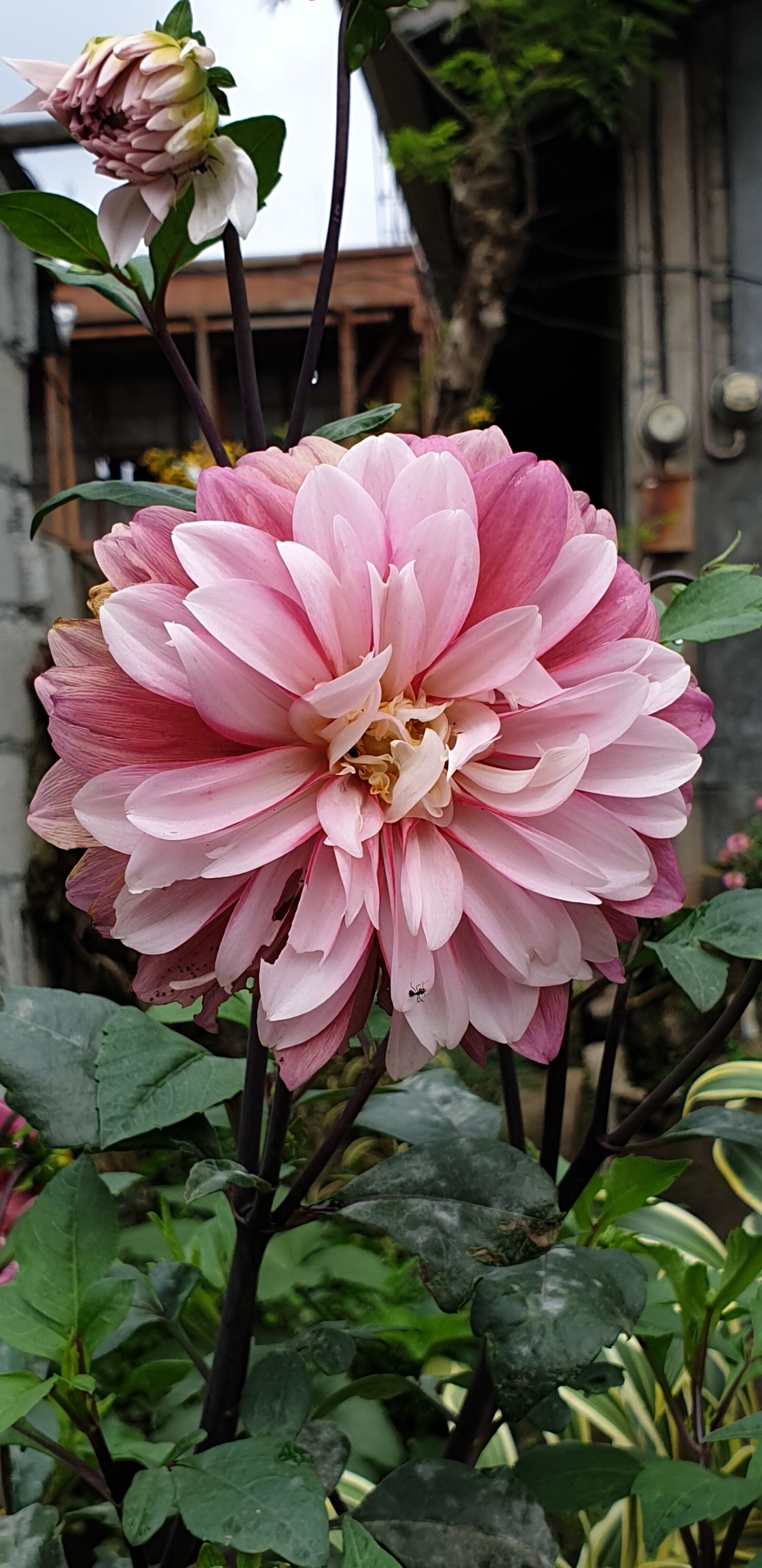 Samsung Galaxy Note9 sample photo. Pink, chrysanthemum, flower photography