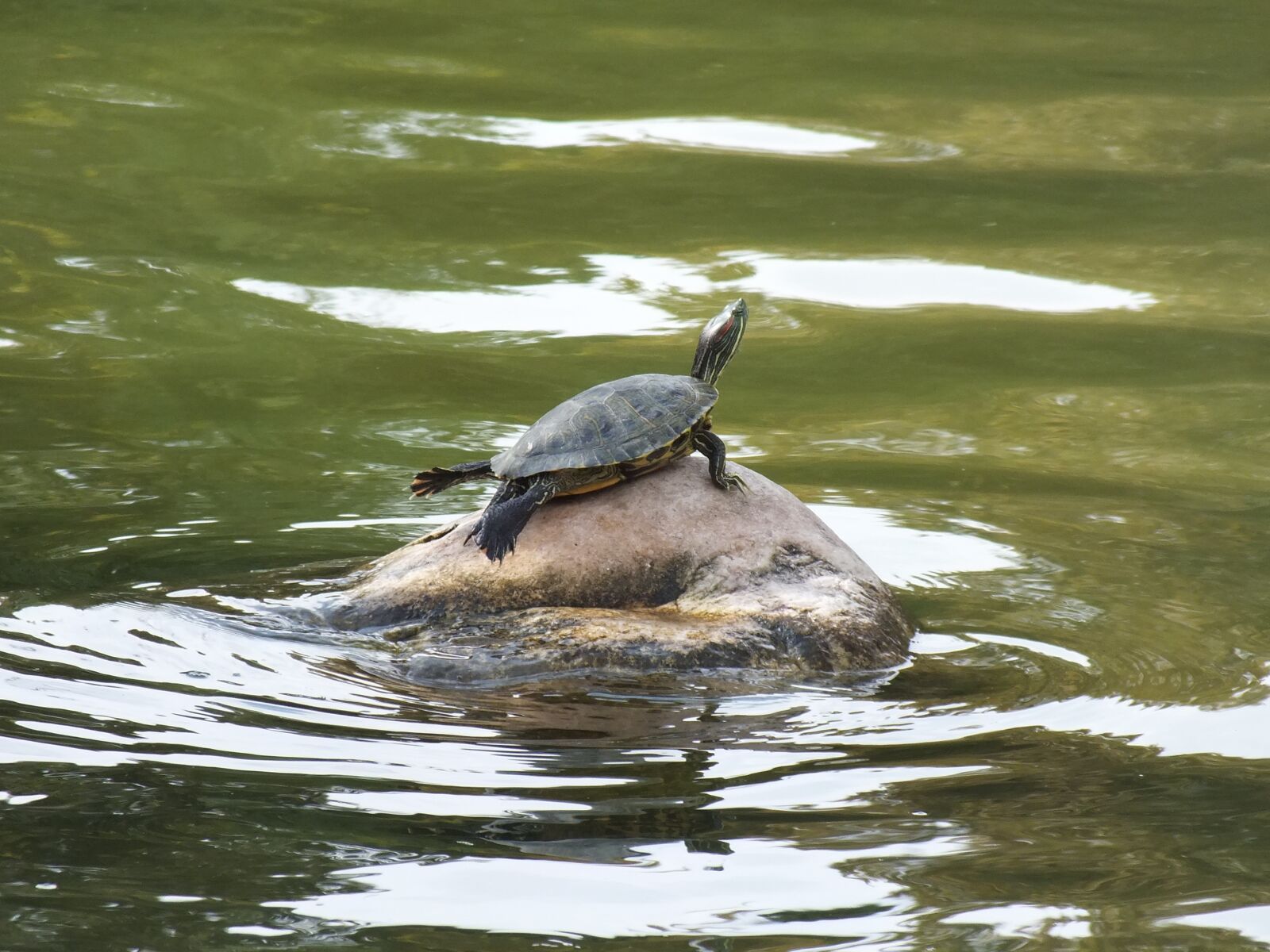 Fujifilm FinePix HS30EXR sample photo. Red eared slider turtle photography