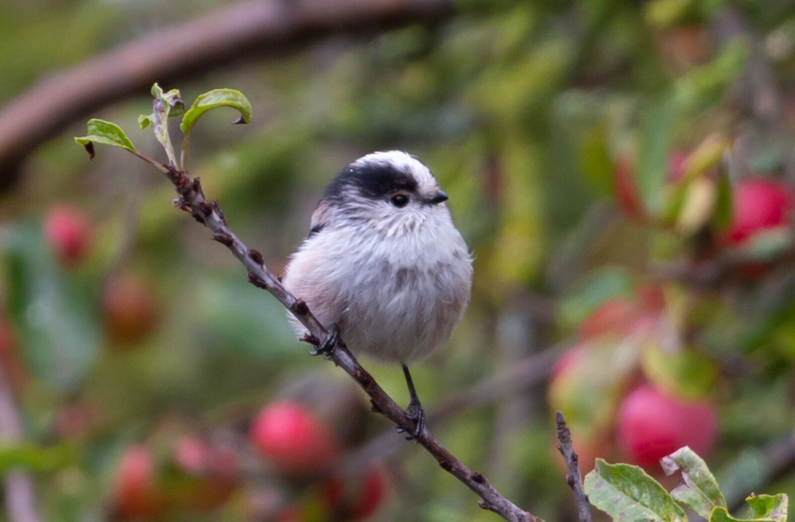 Canon EF 100-400mm F4.5-5.6L IS II USM sample photo. Long tailed tit, bird photography