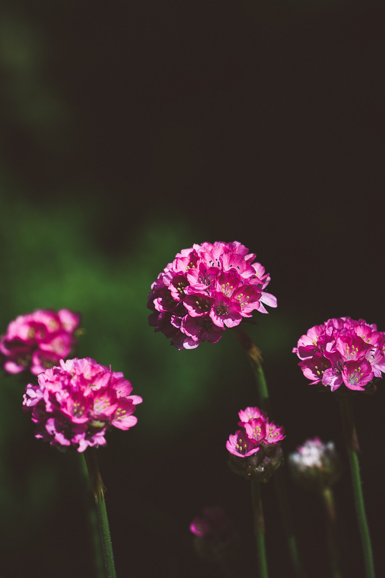 Nikon D7100 sample photo. Flowers, pink, pink flowers photography