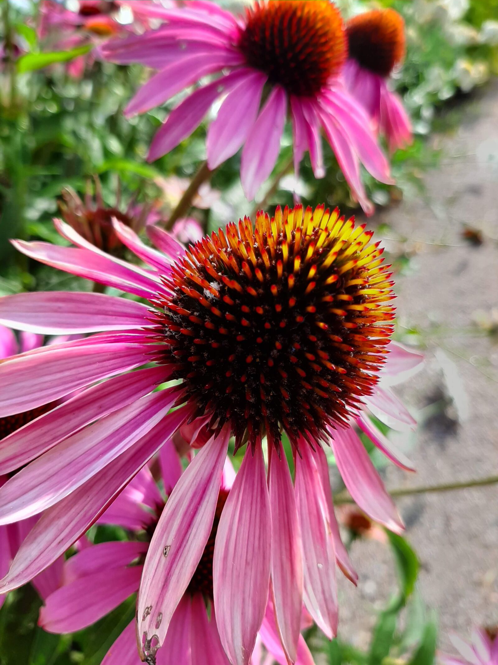 Samsung Galaxy A50 sample photo. Blossom, bloom, exotic photography