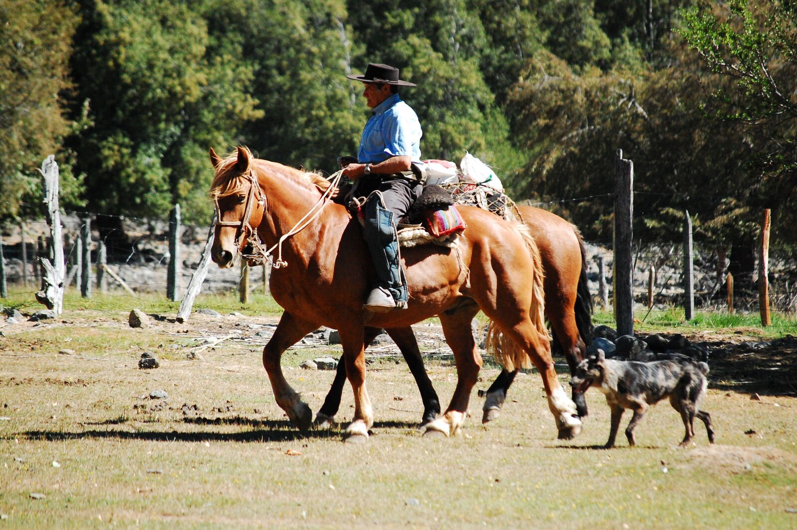 Nikon D40 sample photo. Field, horse, cordillera photography