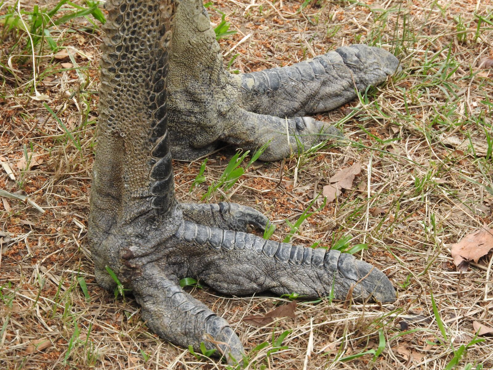 Nikon Coolpix P610 sample photo. Dinosaour, emyu, bird photography