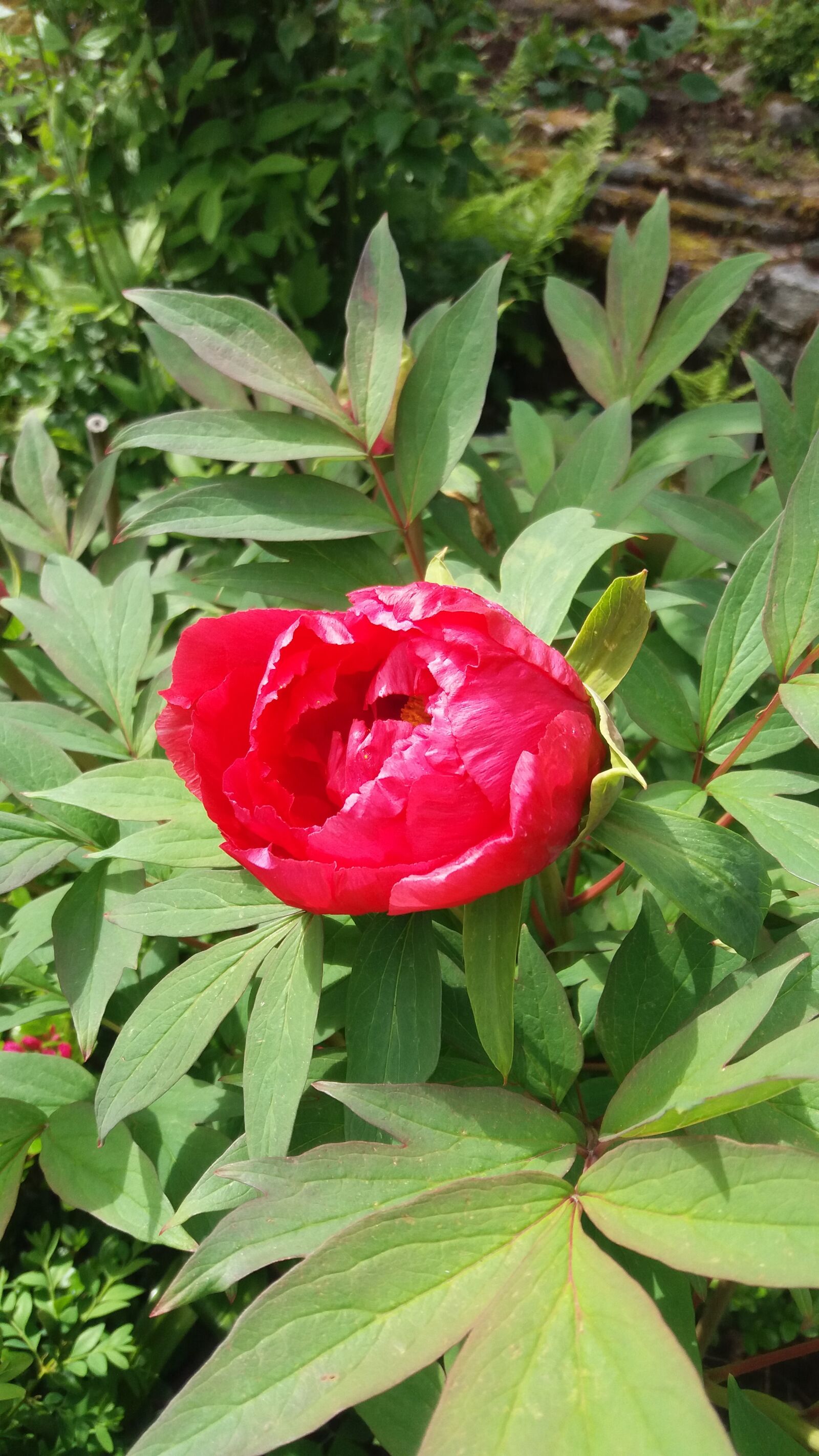 Samsung Galaxy J5 sample photo. Pion, bush, flowering photography