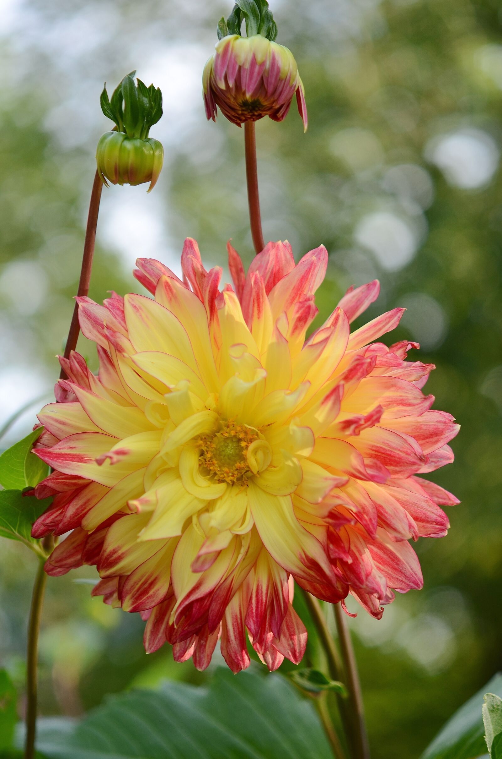 Nikon D7000 sample photo. Flower, natur, spring photography