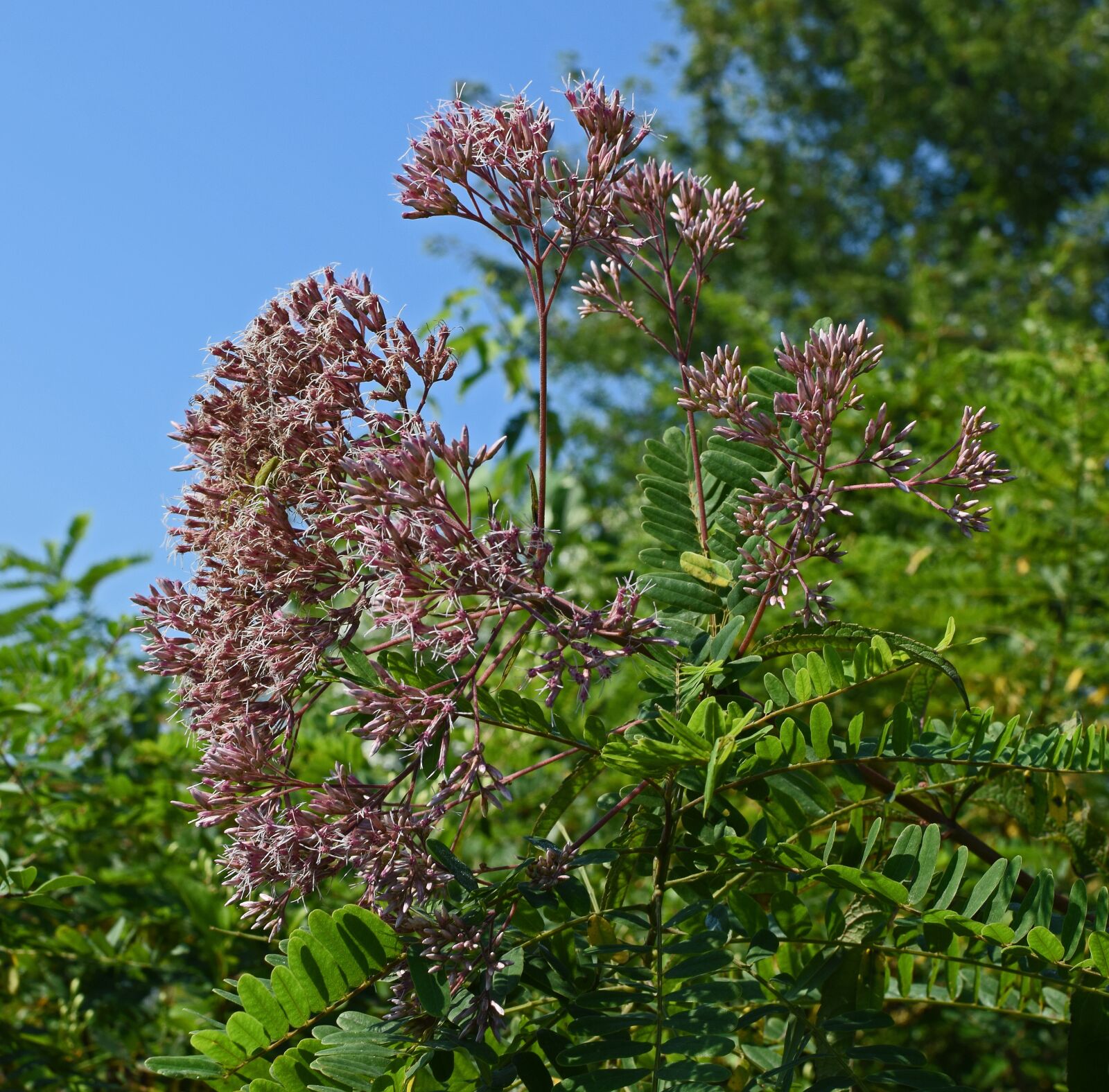 Nikon D3300 sample photo. Joe-pye weed, flower, blossom photography
