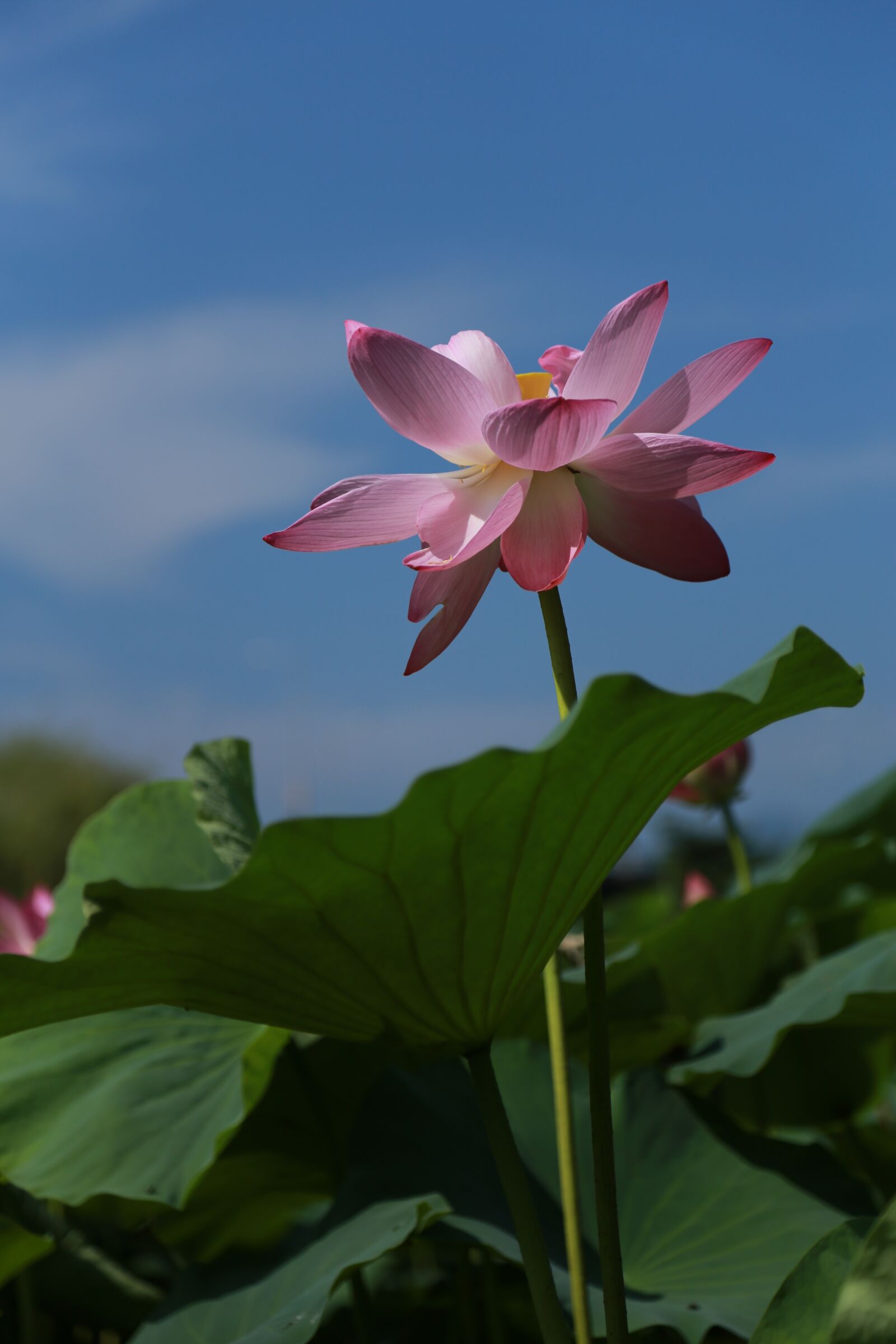 Canon EOS 6D + Canon EF 24-105mm F4L IS USM sample photo. Kite, lotus, water lilies photography