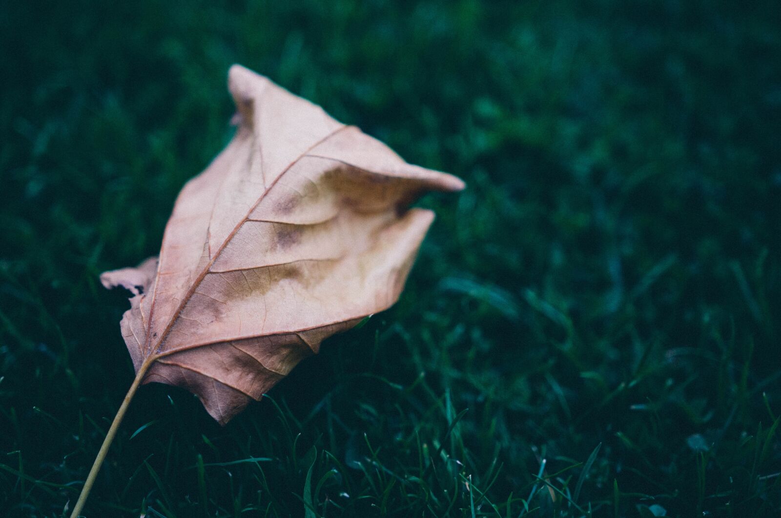 Nikon D5100 sample photo. Grass, leaf, leaves photography