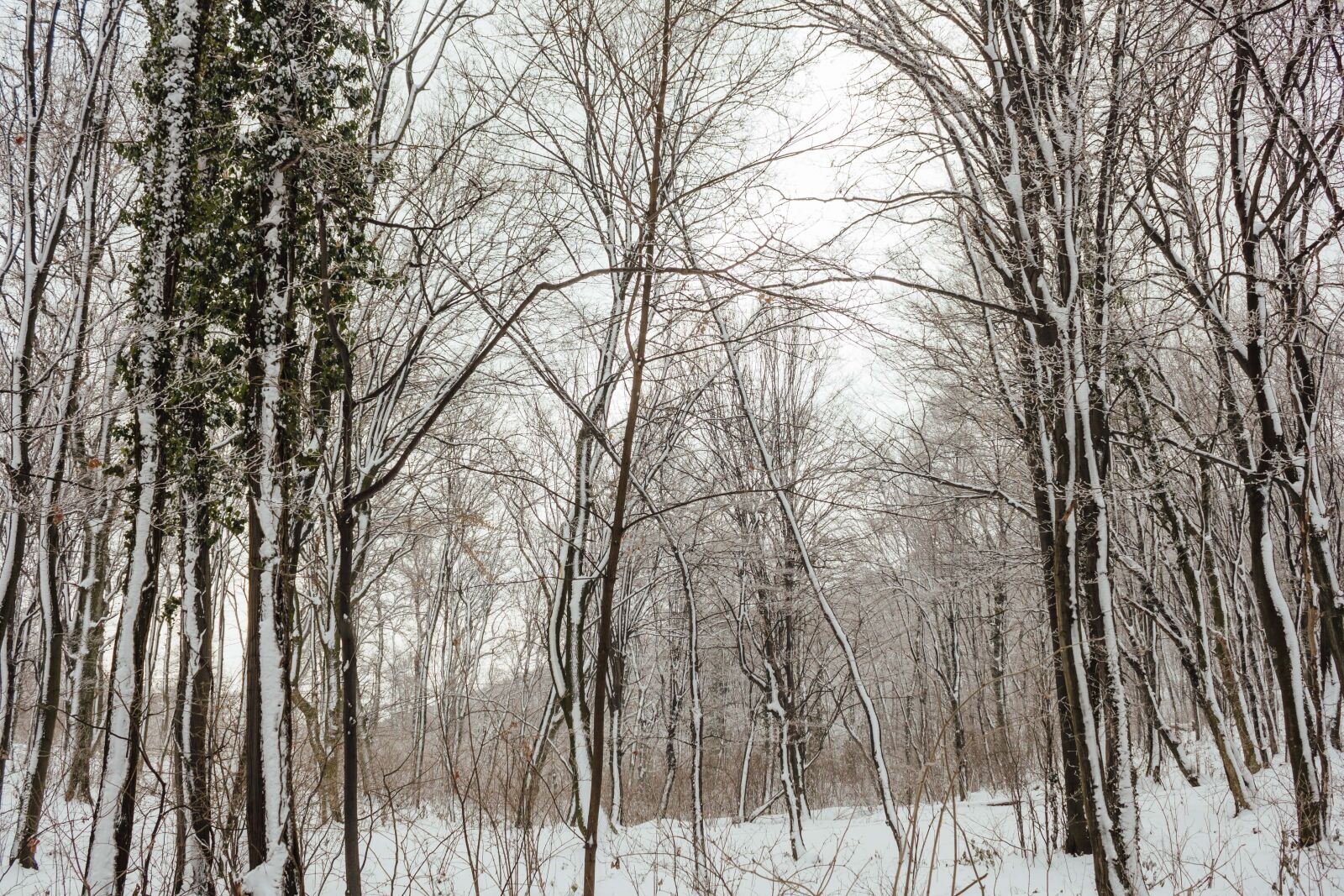 Canon EF-S 18-55mm F3.5-5.6 IS sample photo. Snowy, forest, trees, wilderness photography