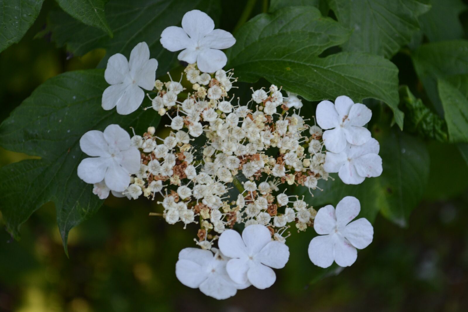 Nikon D3100 sample photo. Flower, summer, nature photography