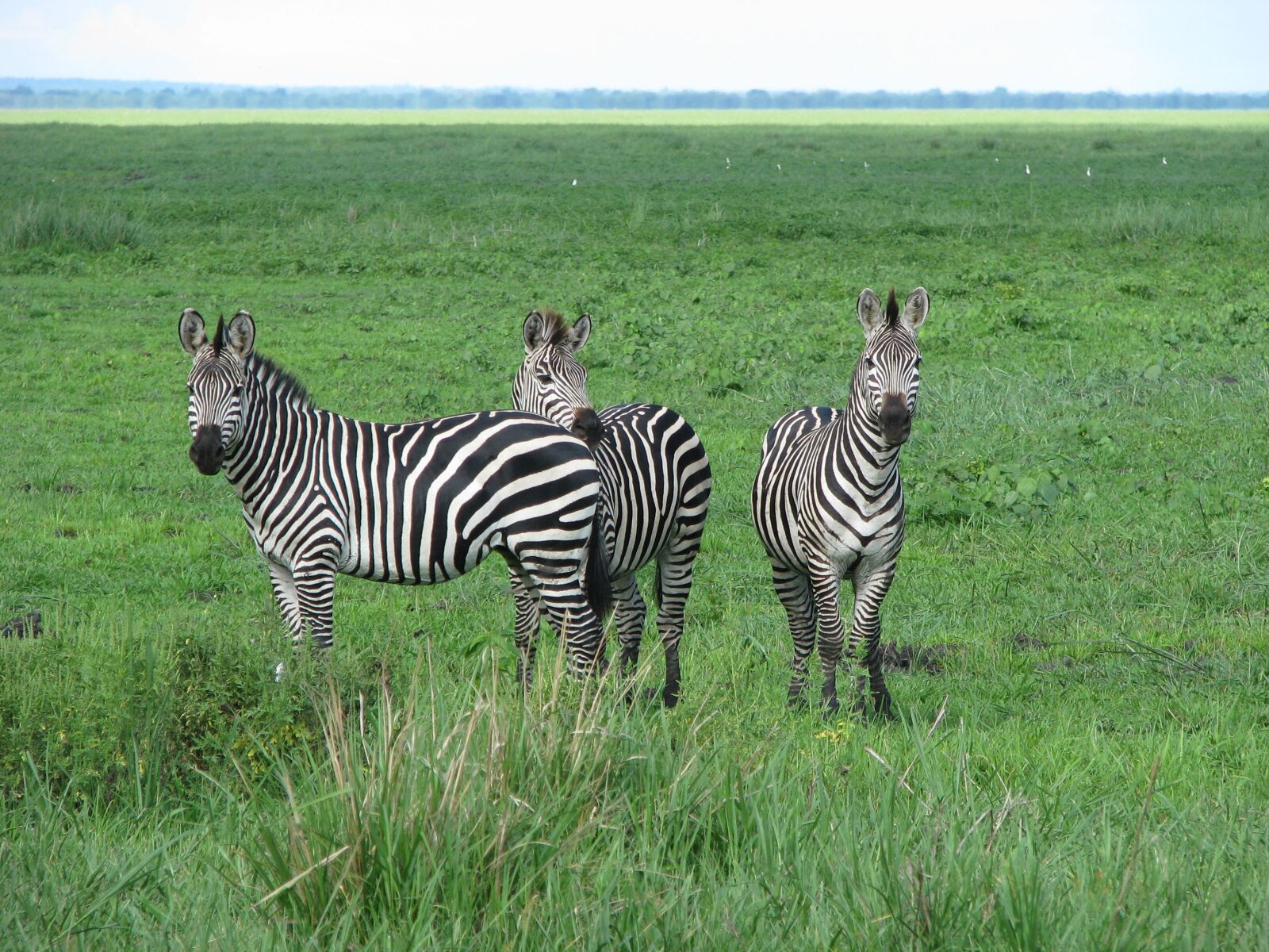 Canon POWERSHOT S5 IS sample photo. Zebra, wild, tanzania photography