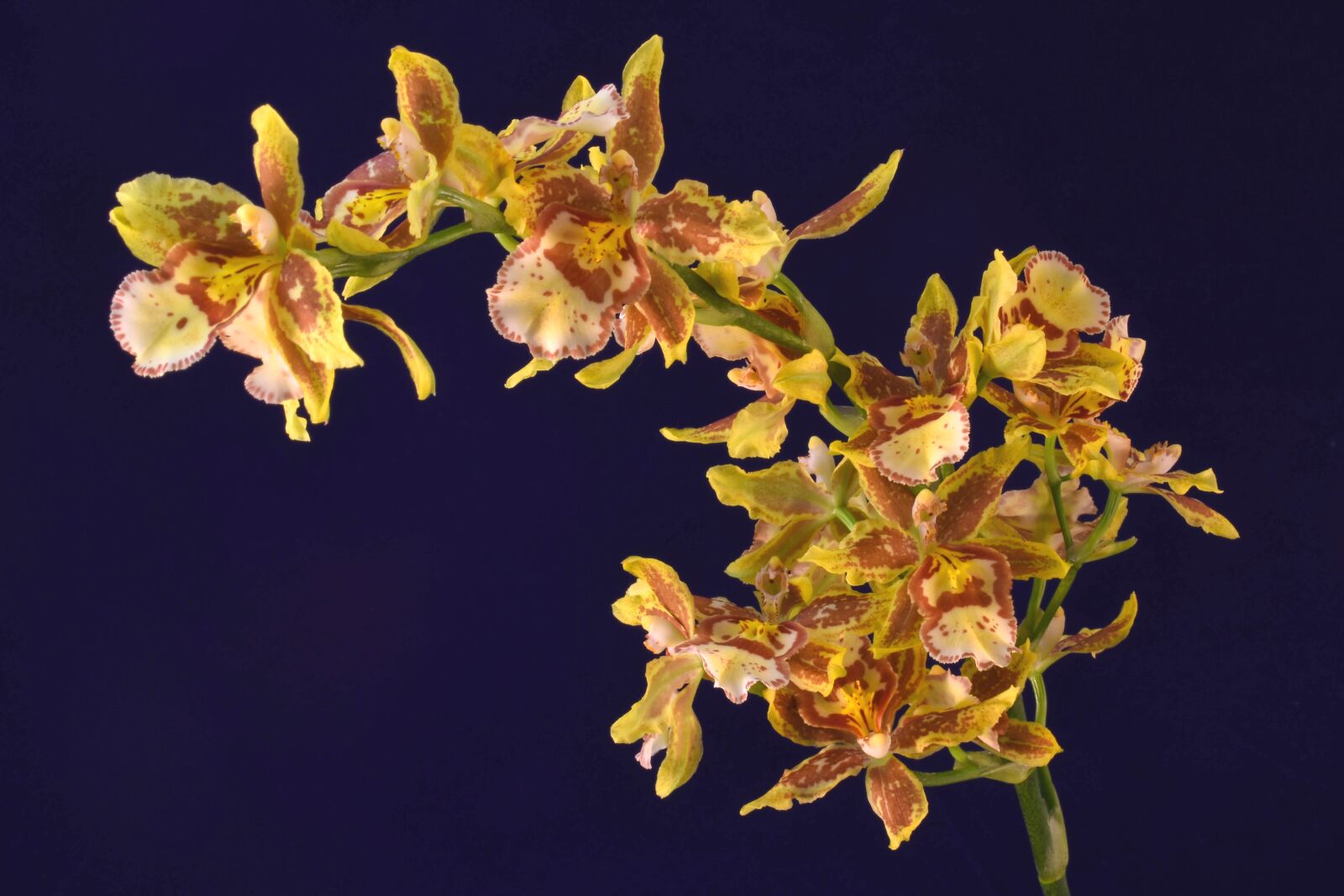 Nikon D5600 sample photo. Flowers, orchid, oncidium orchid photography