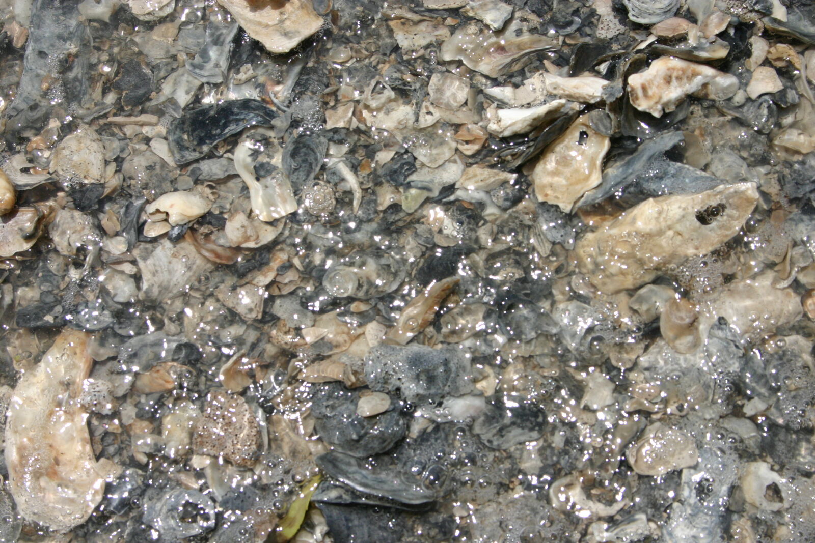 Canon EOS 300D (EOS Digital Rebel / EOS Kiss Digital) sample photo. Oyster, oyster, shells, oysters photography