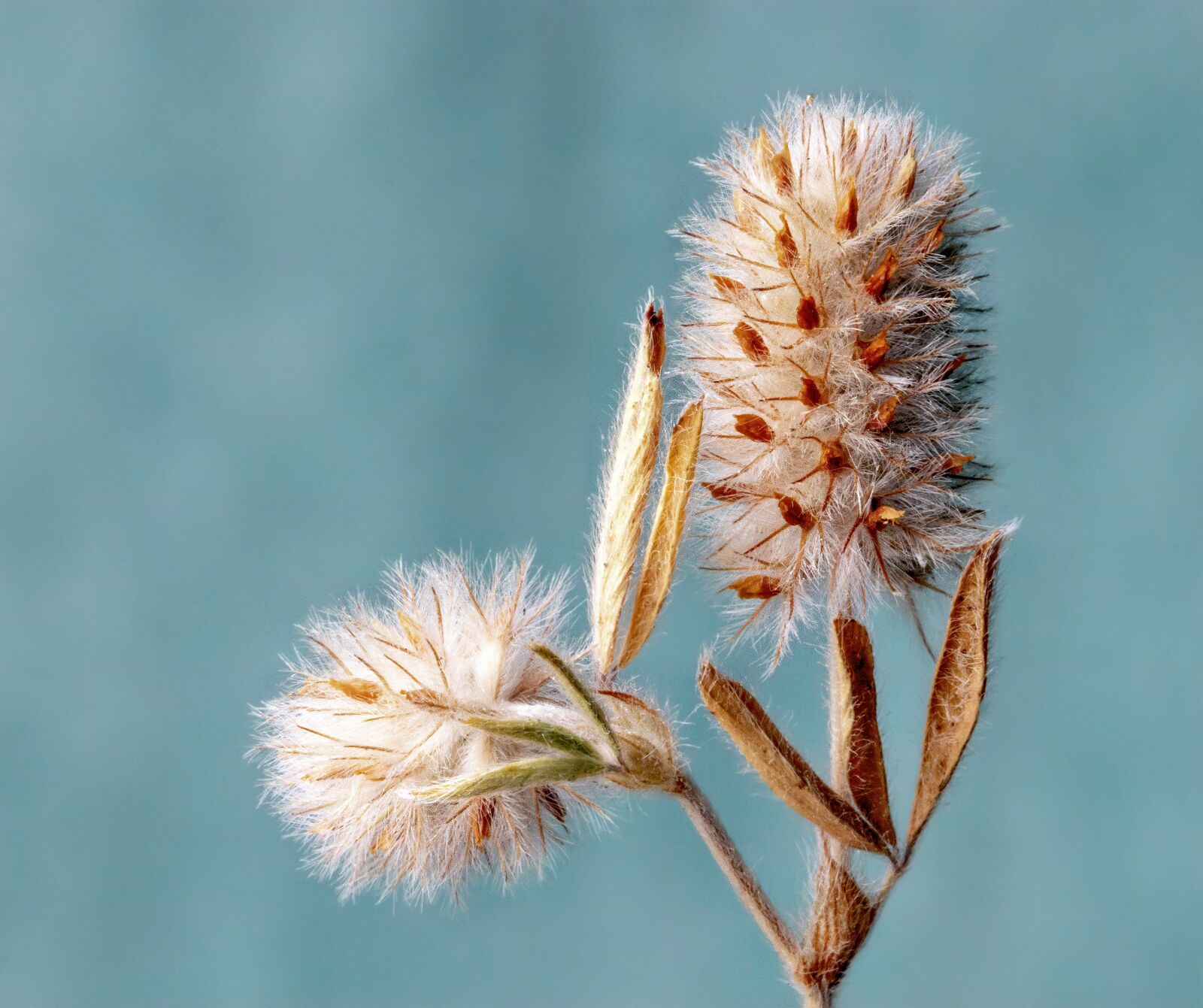 Canon EF 100mm F2.8L Macro IS USM sample photo. Hare's-foot- clover, wildflower, seed-head photography