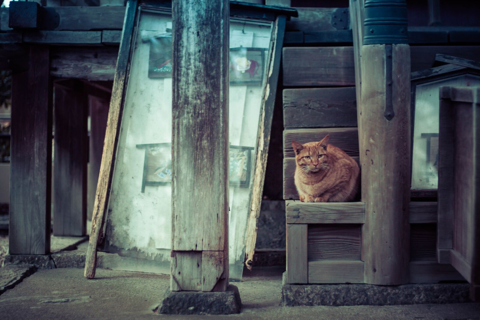 Canon EOS 50D + Canon EF 50mm F1.8 STM sample photo. Door, doorway, abandoned photography