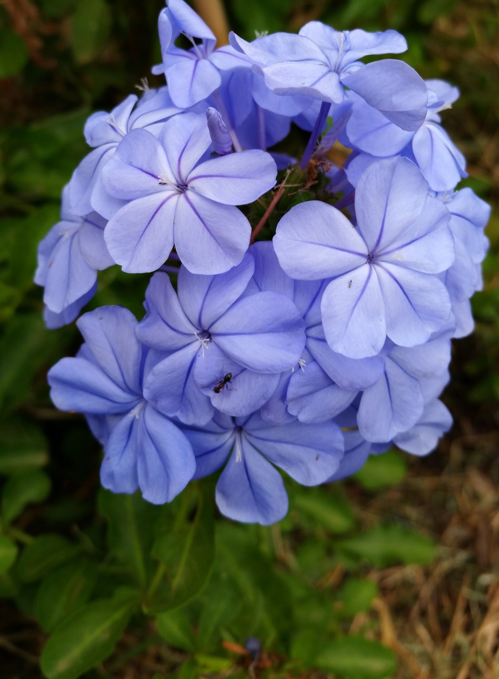 Samsung Galaxy S5 sample photo. Flower, blue, shrub photography