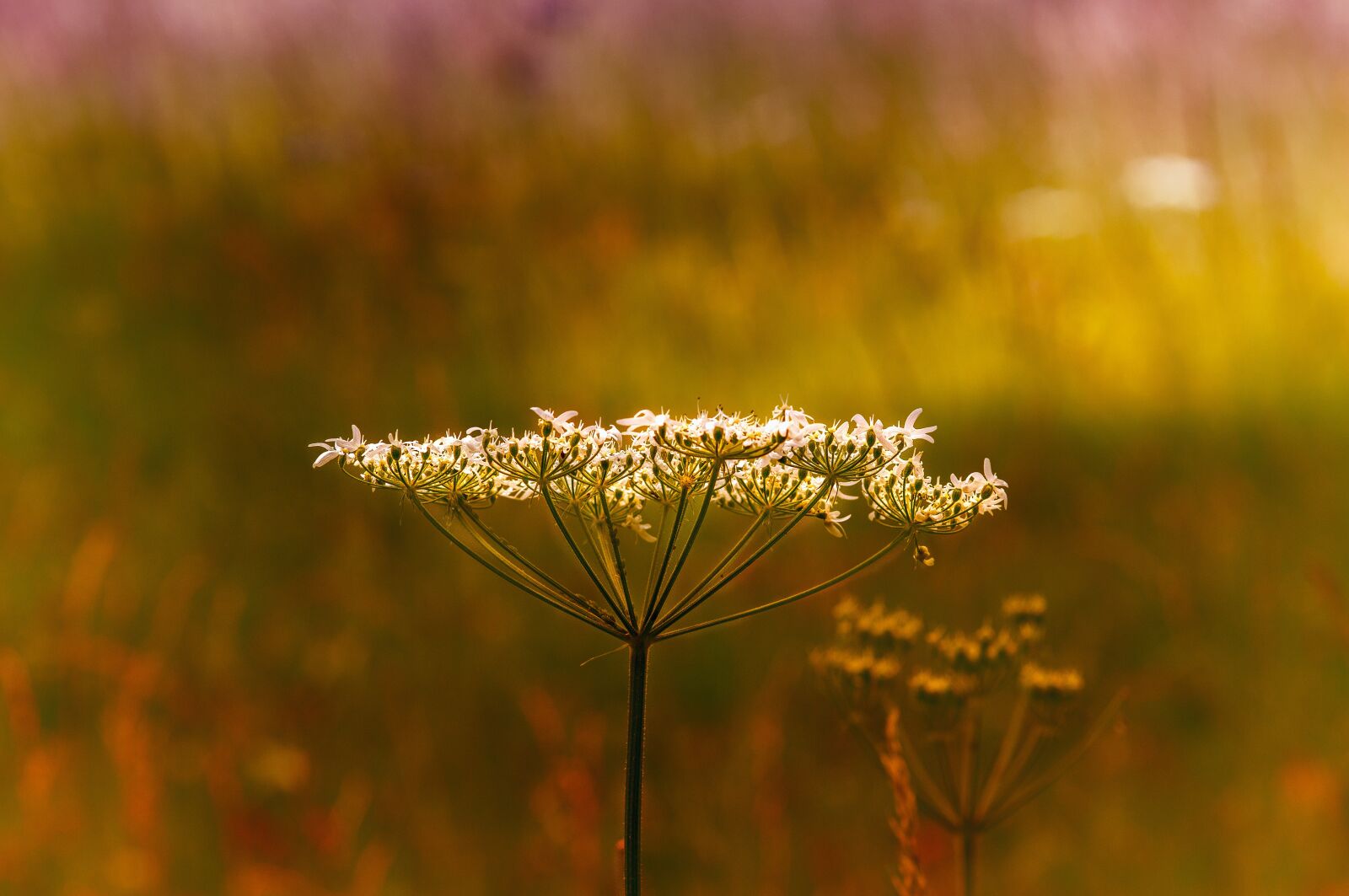 Canon EOS 60D sample photo. Cow parsley, wild herbs photography