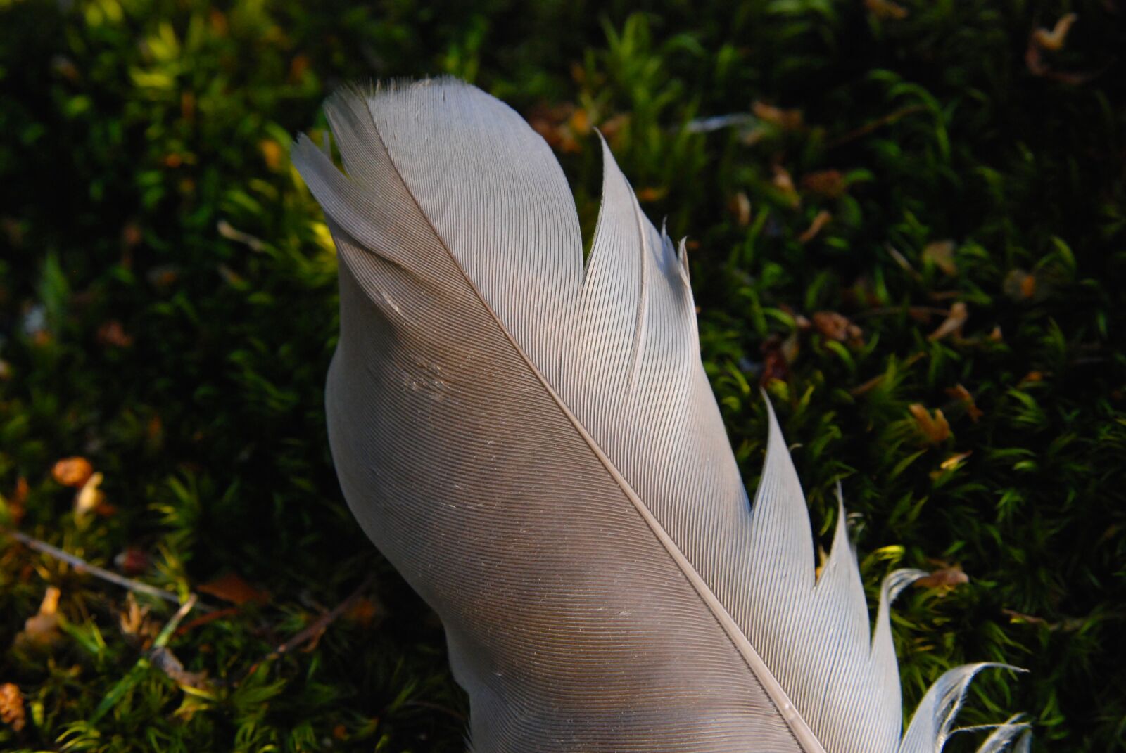Nikon D80 sample photo. Feather, bird, sweden photography